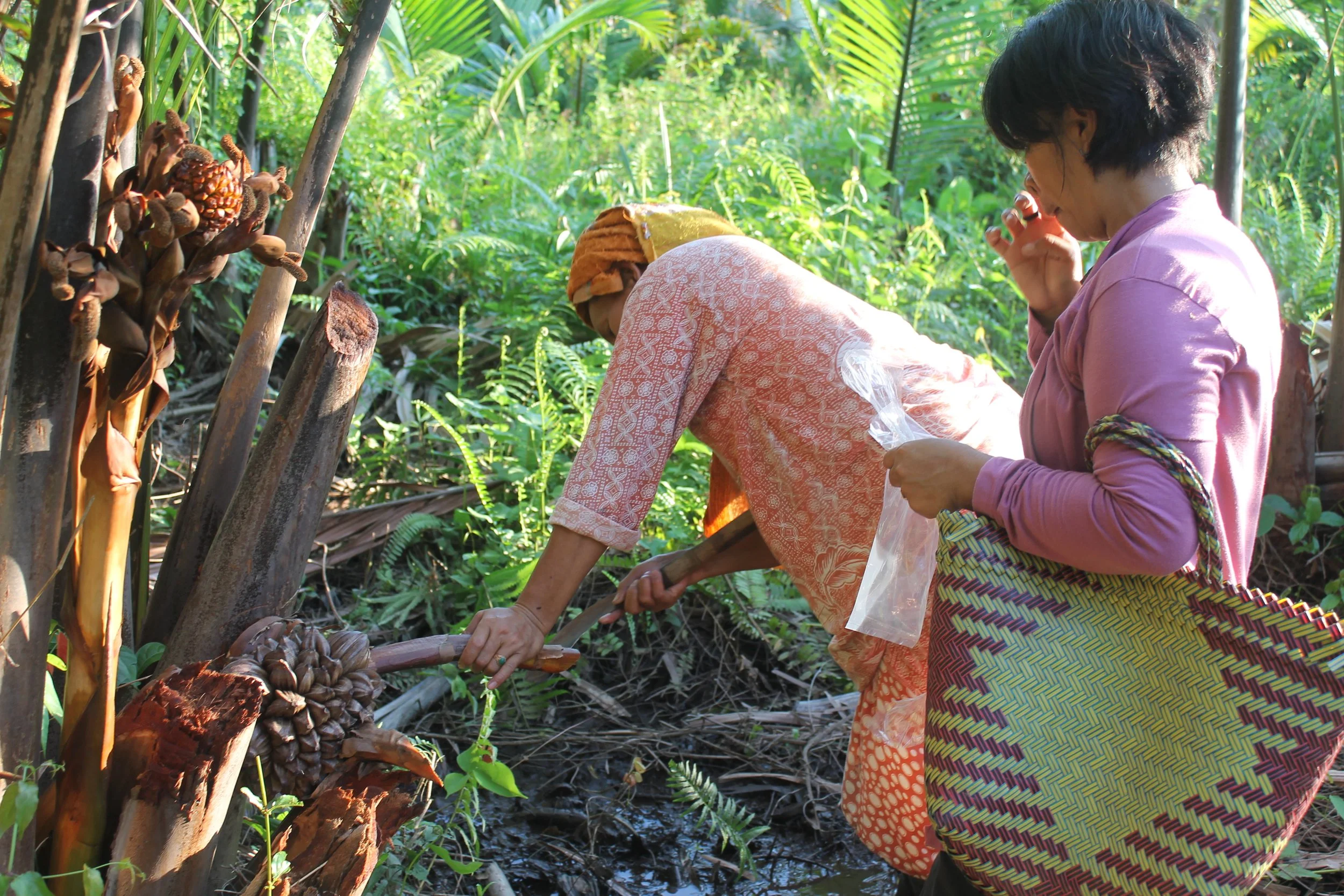 harvesting the palm leaves).jpg