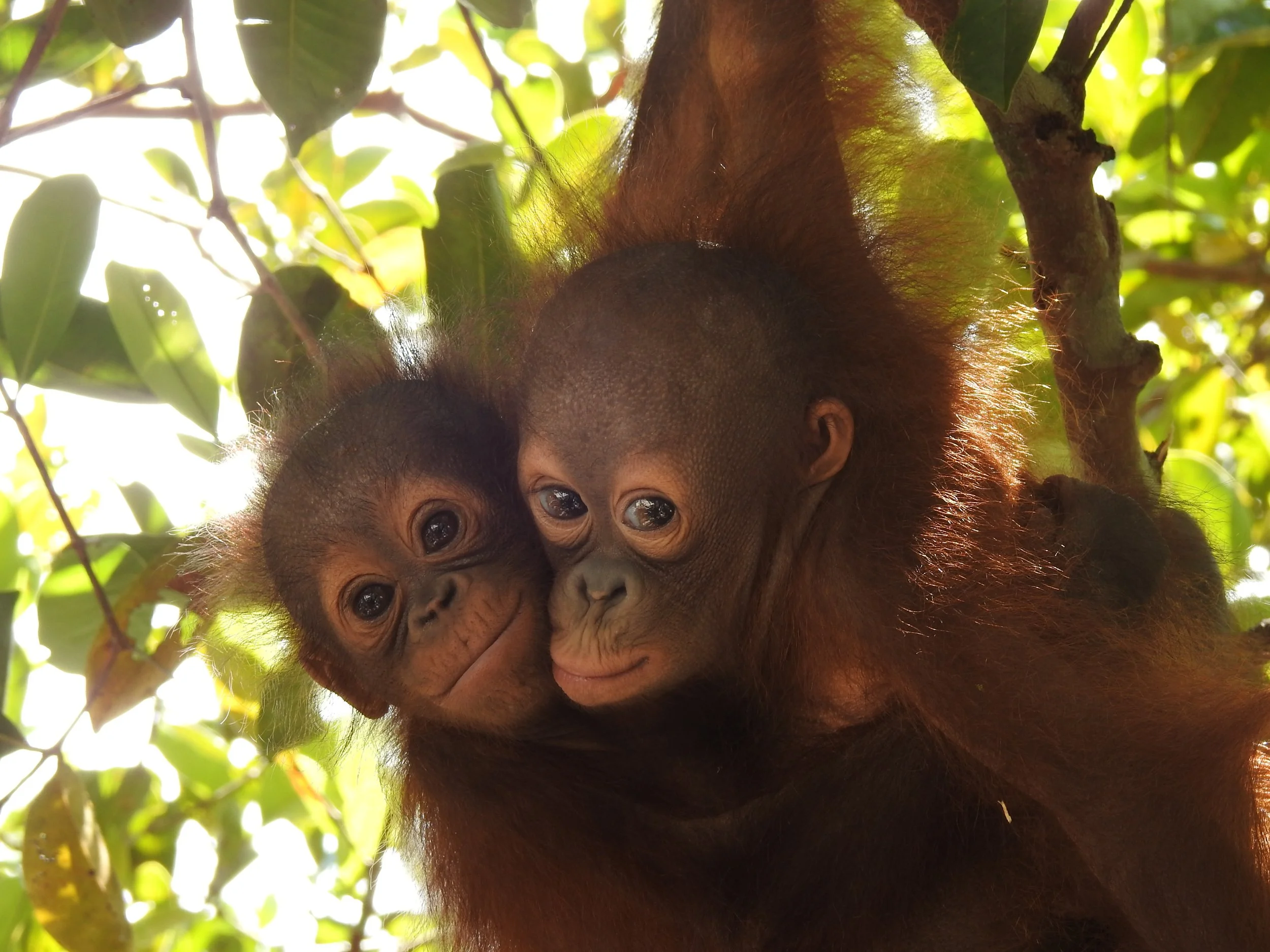 Roni (left) and Kiki (right) 3 (3).JPG