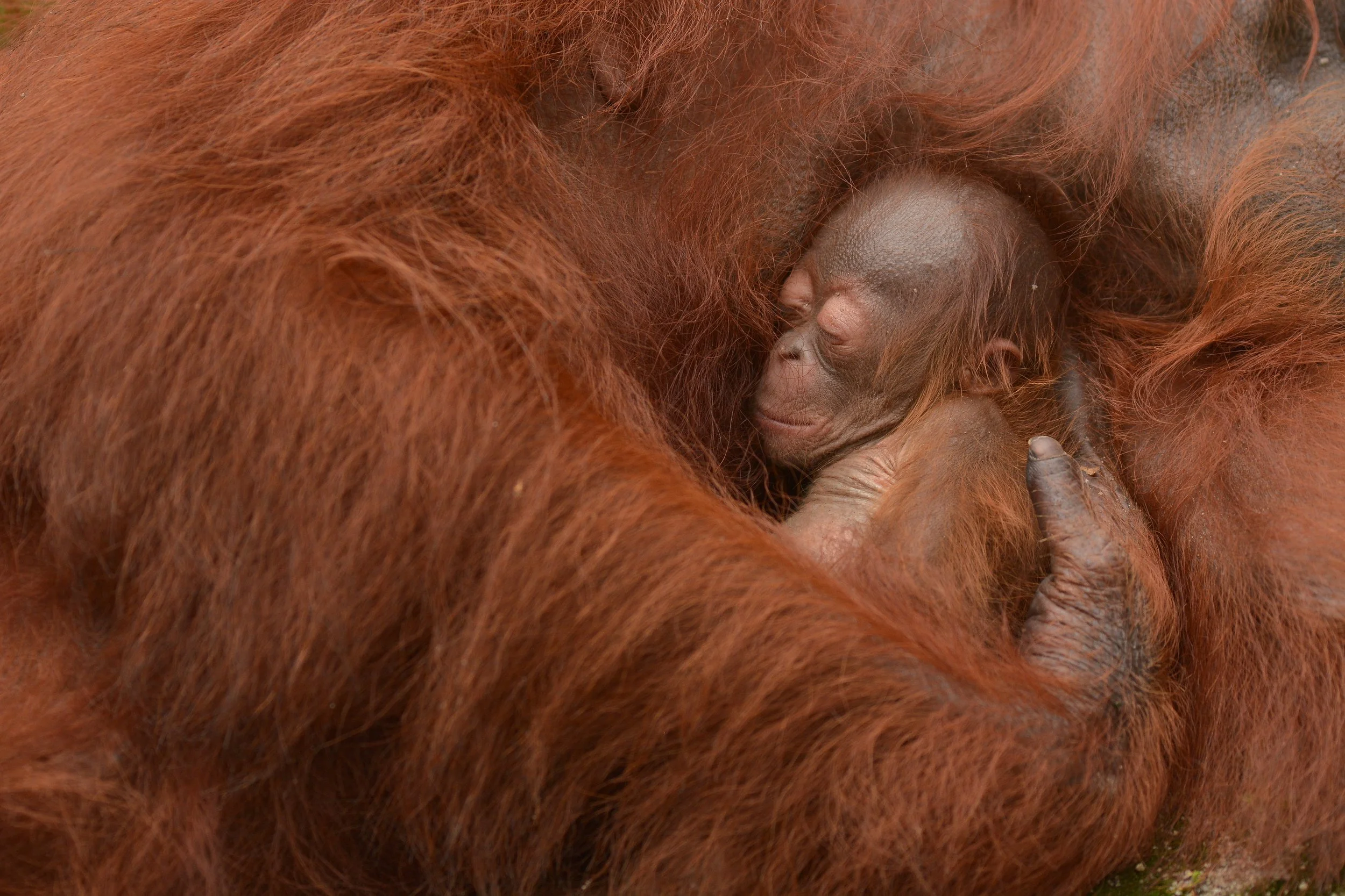 Acuy infant DSC_4355.jpg
