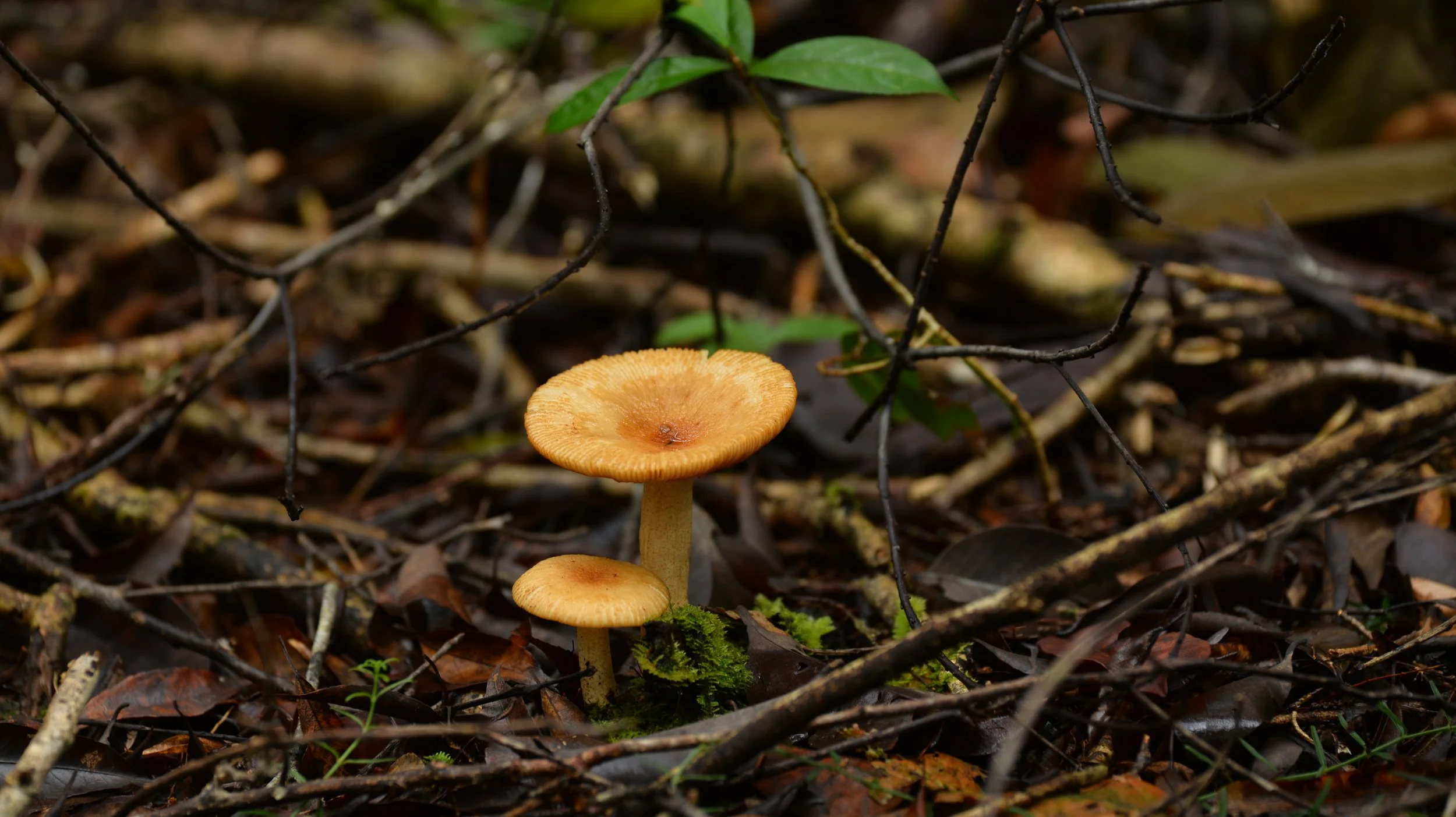 Mushroom DSC_9663.jpg