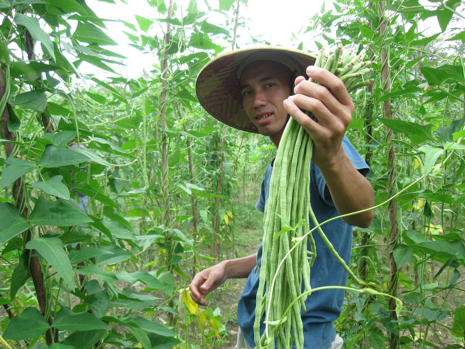 harvesting string bean crop.jpg