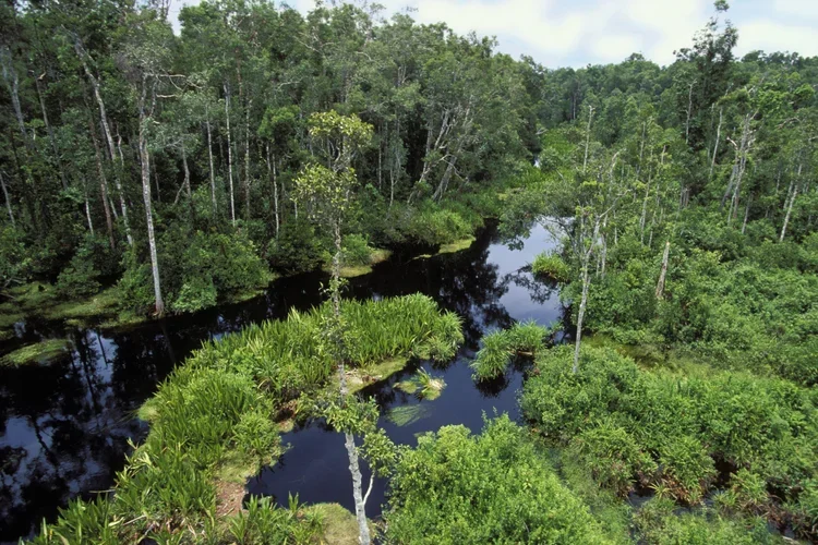 Drone shot of forest in Tanjung Puting National Park