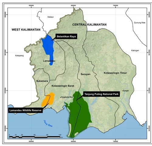 Map of the areas where we work, Lamandau Wildlife Reserve, Tanjung Puting National Park, and Belantikan Raya
