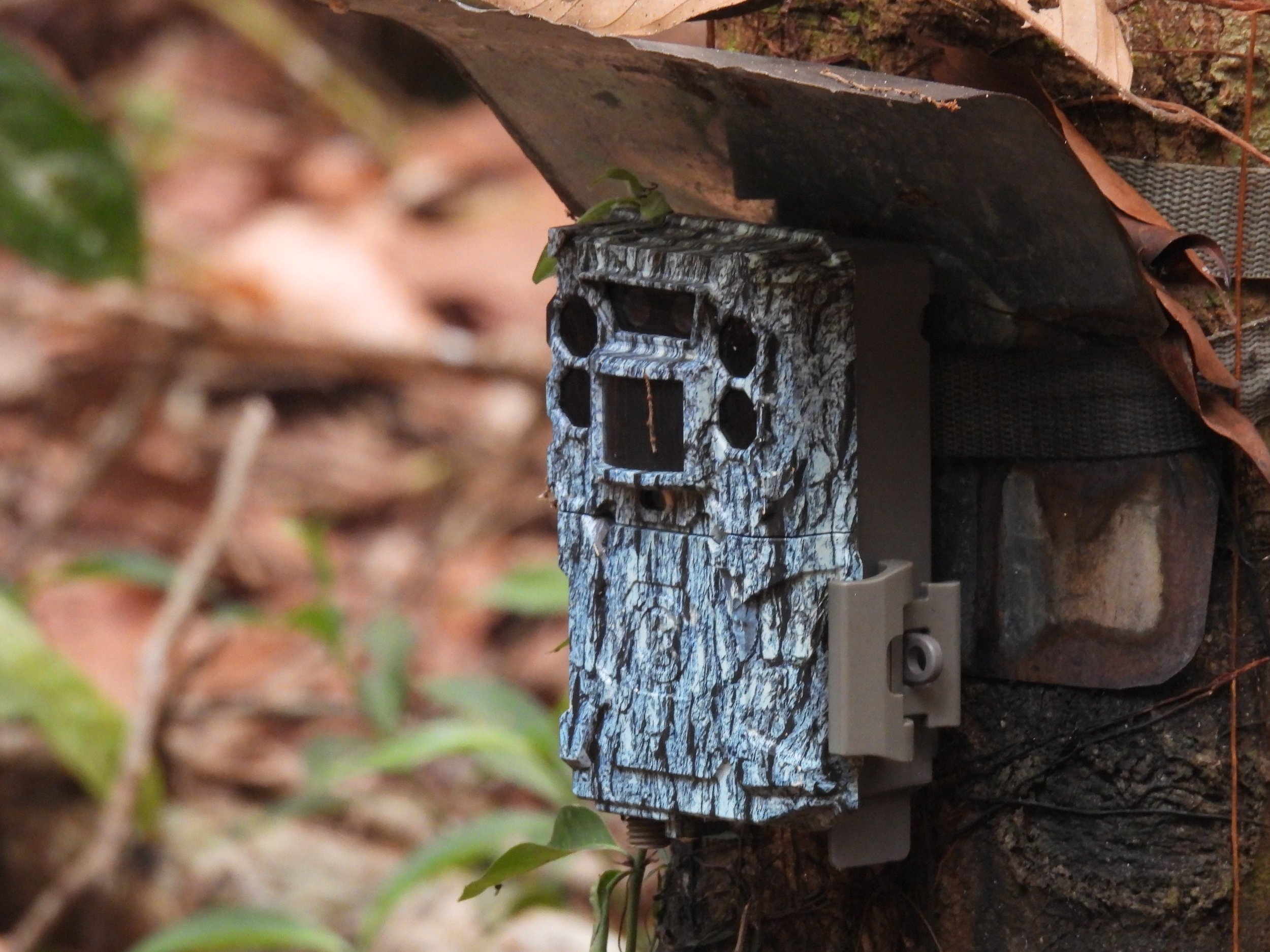 Camera trap hidden on tree