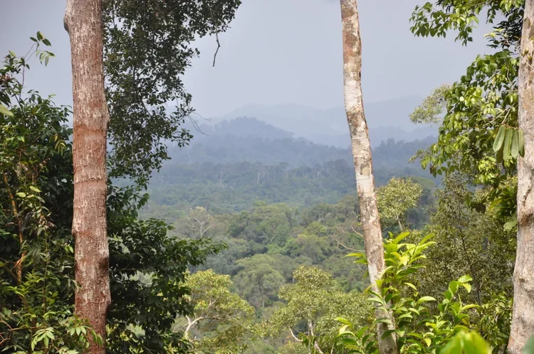 Image of forest in Belantikan Arut Region