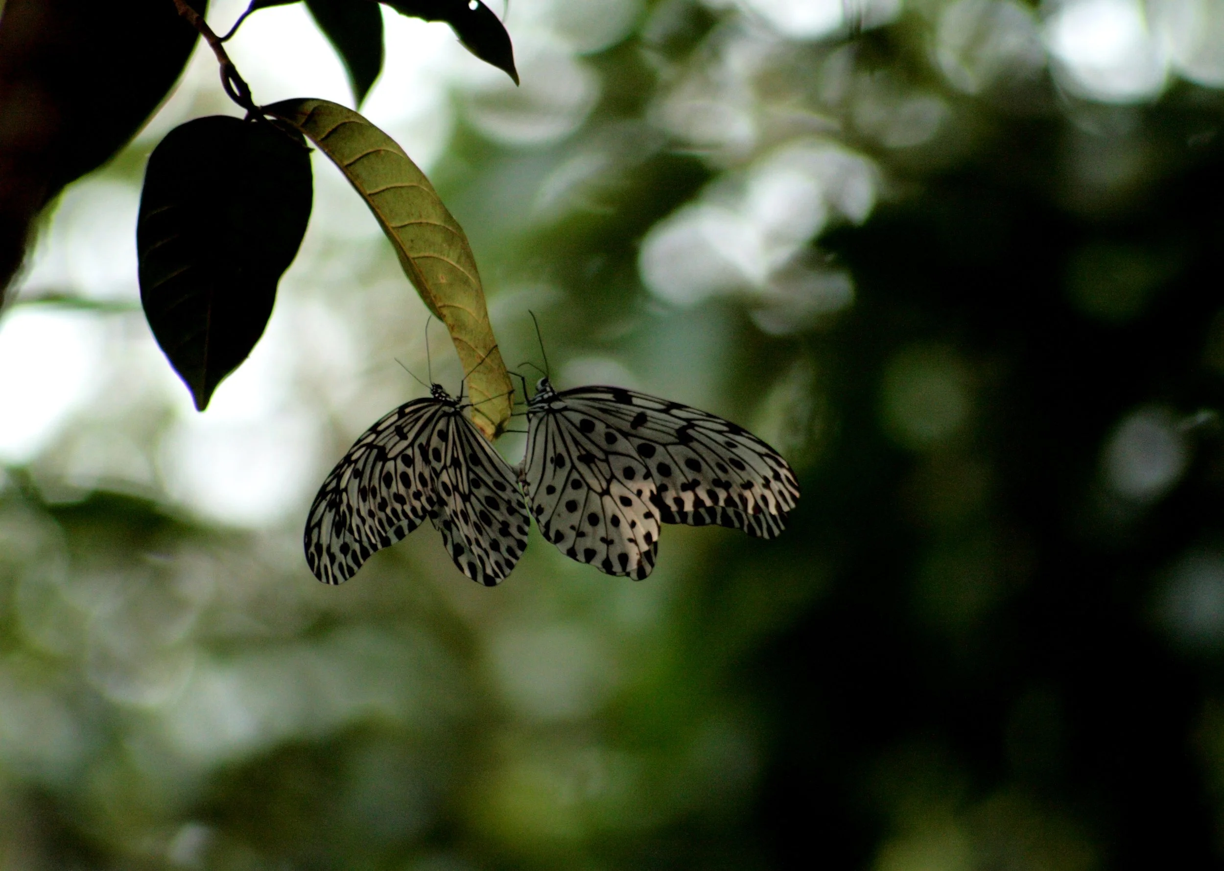 Butterfly 1 (2).JPG