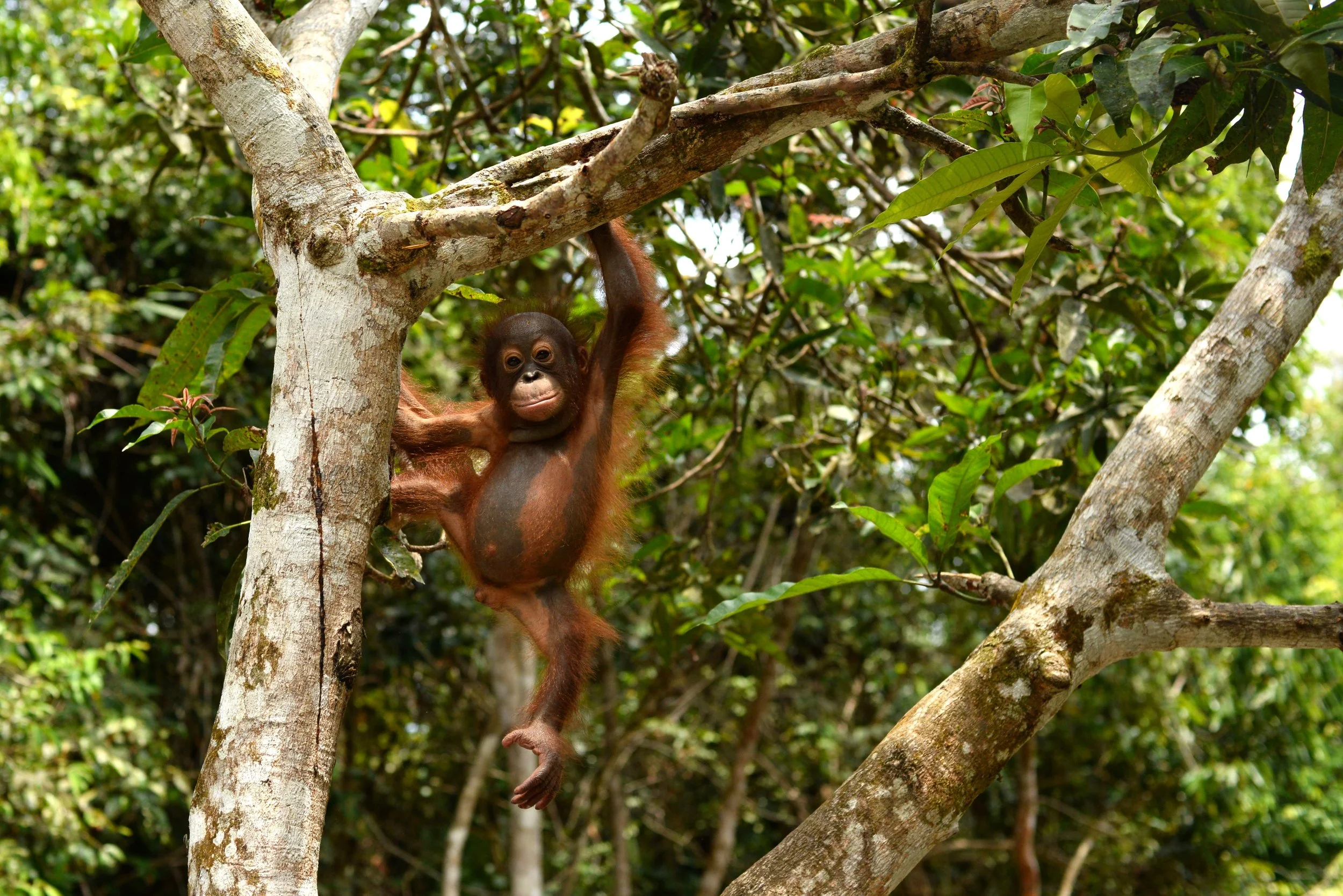 Orangutan Stories: How Epeng earnt his name — Orangutan Foundation
