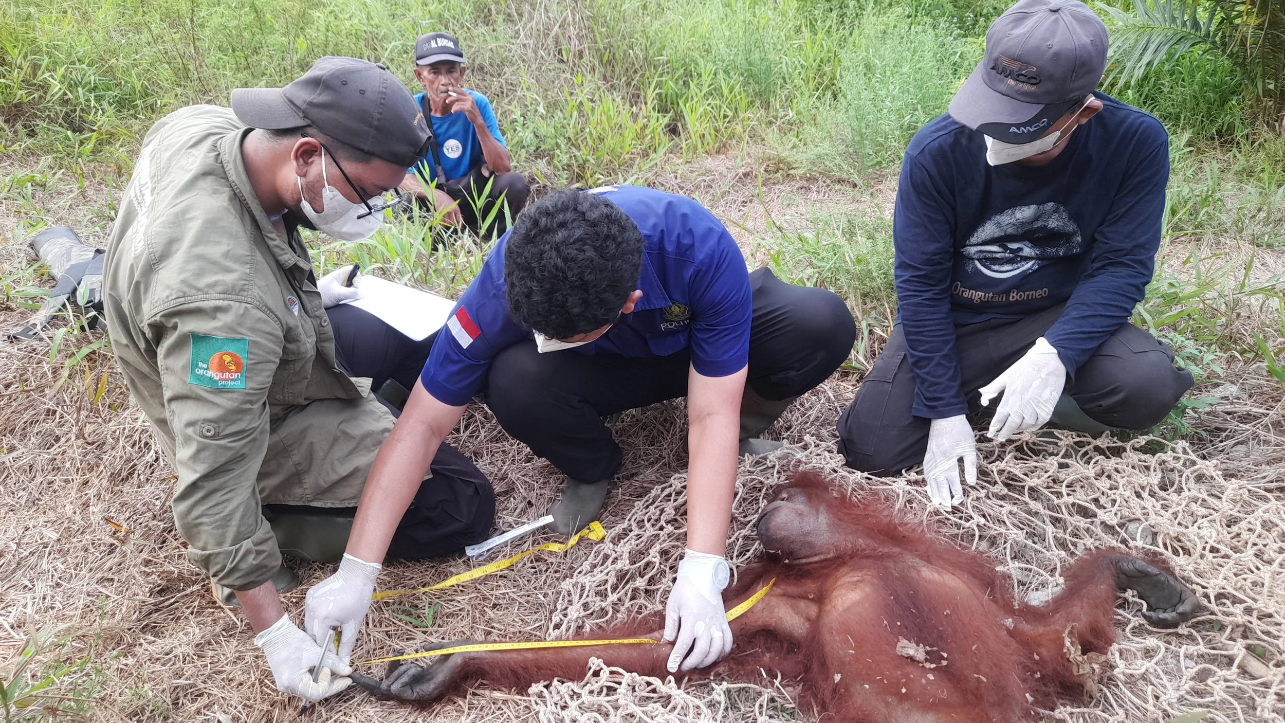 Orangutan rescue (1).jpg