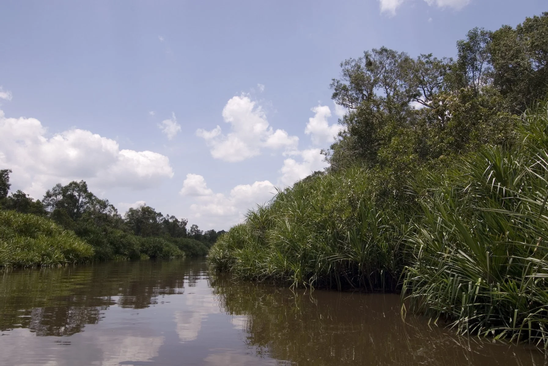 Image of river in Lamandau Wildlife Reserve
