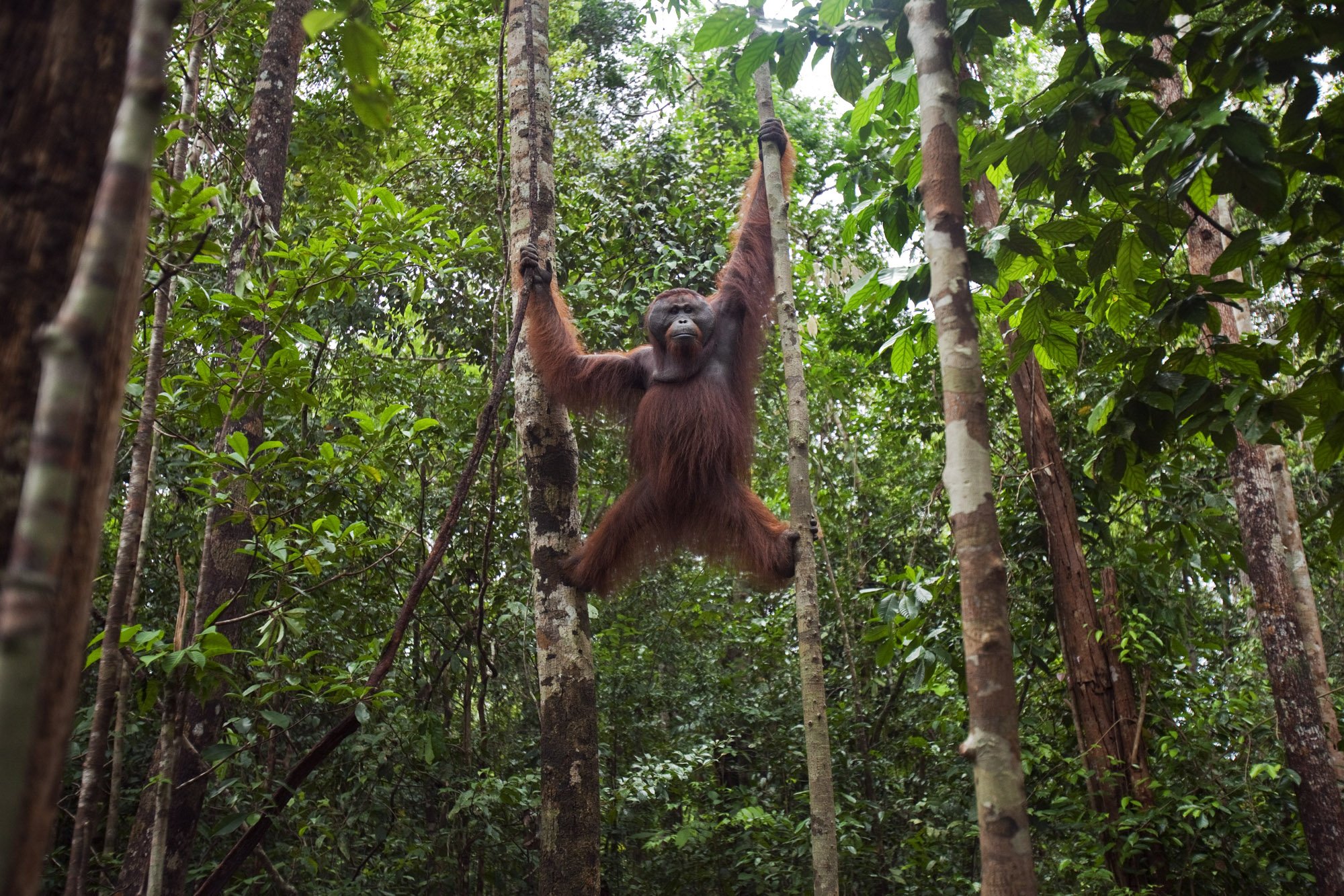 Stories — Orangutan Foundation