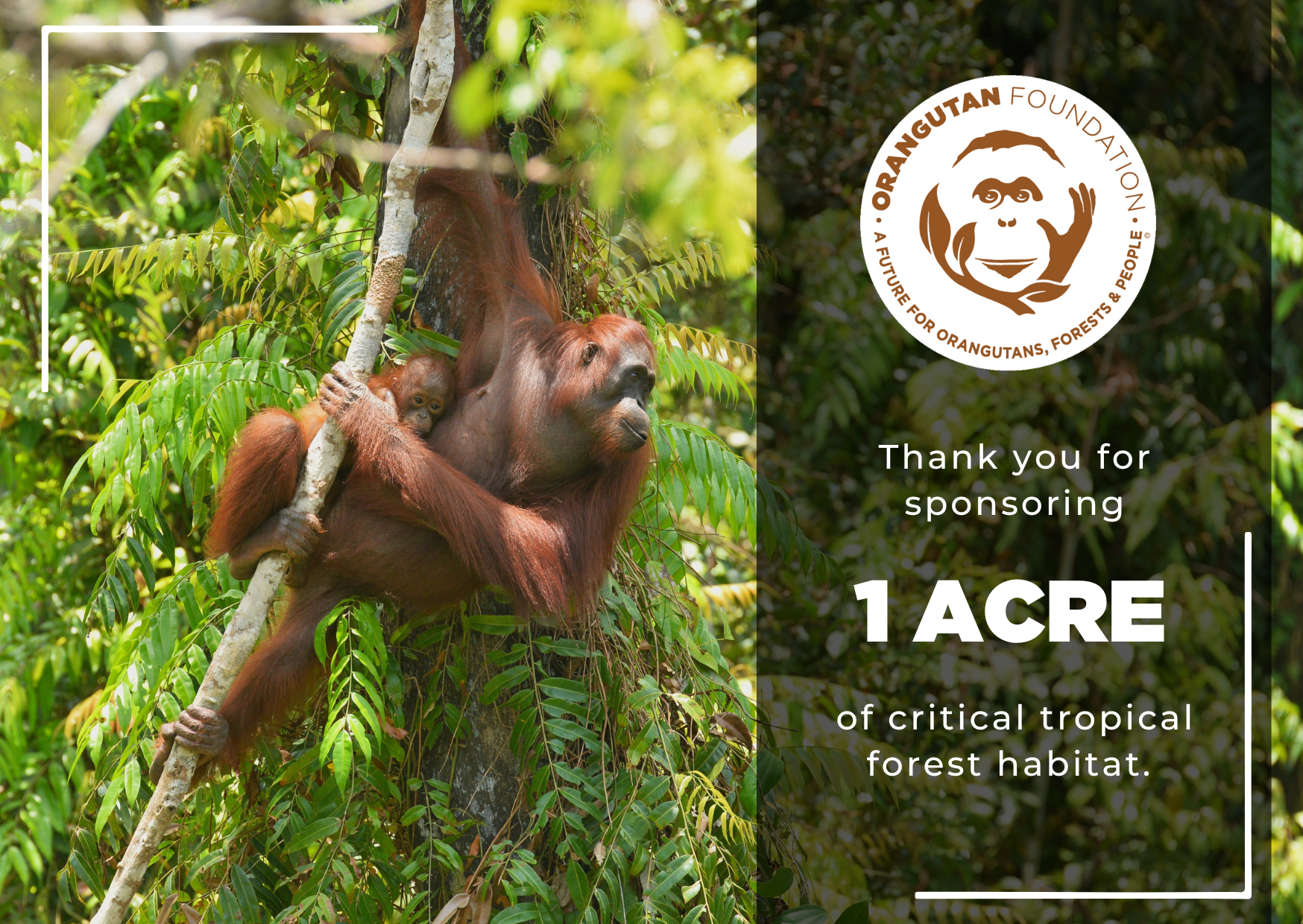 1 Acre Certificate.png