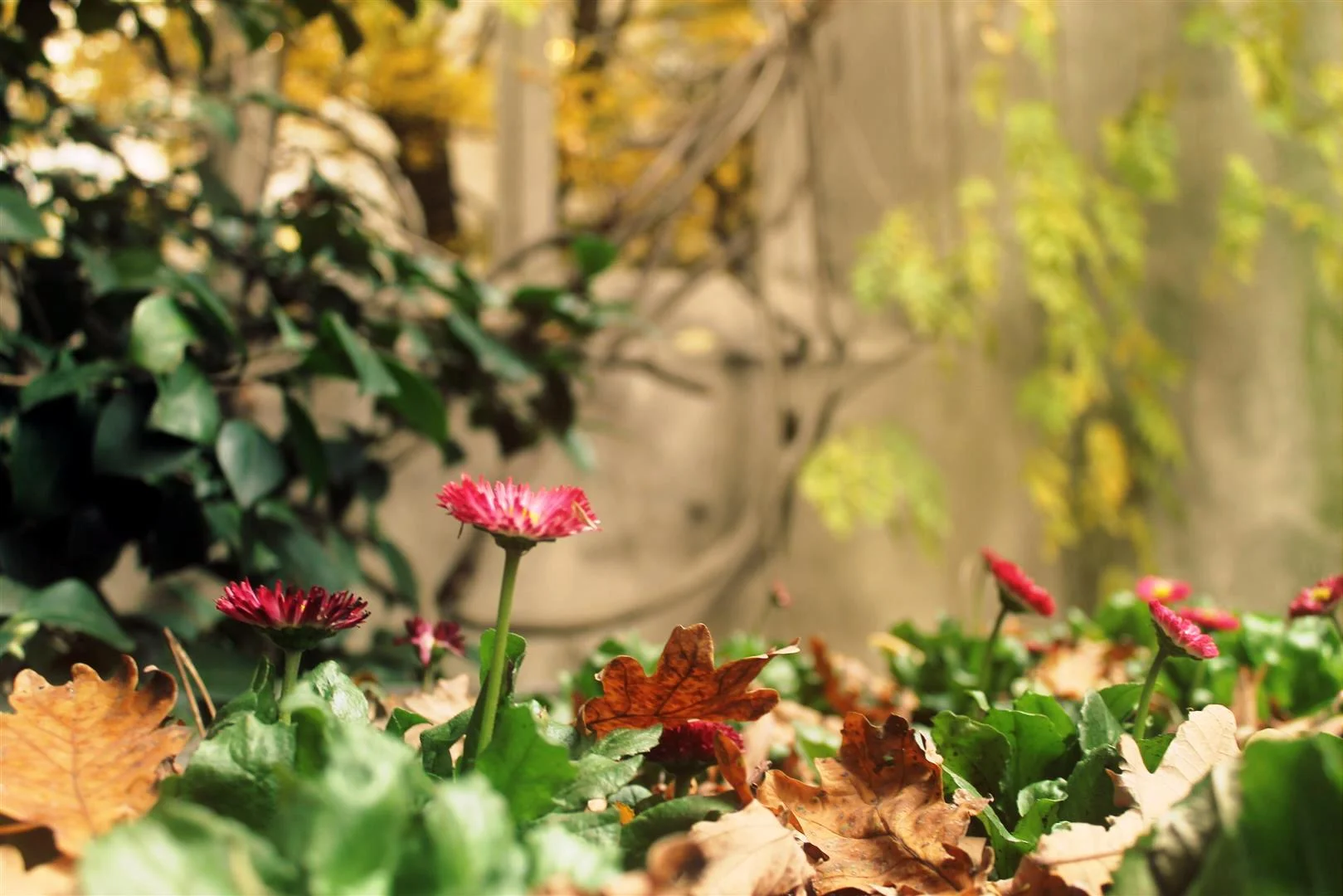 IMG_7475 (Large).JPG