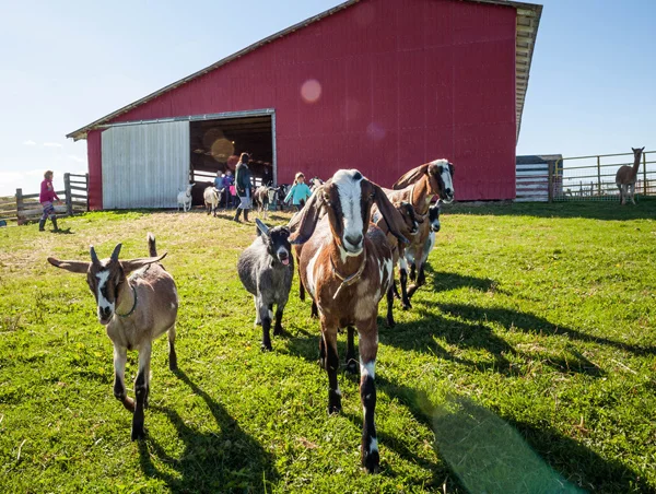 Idyll Farms