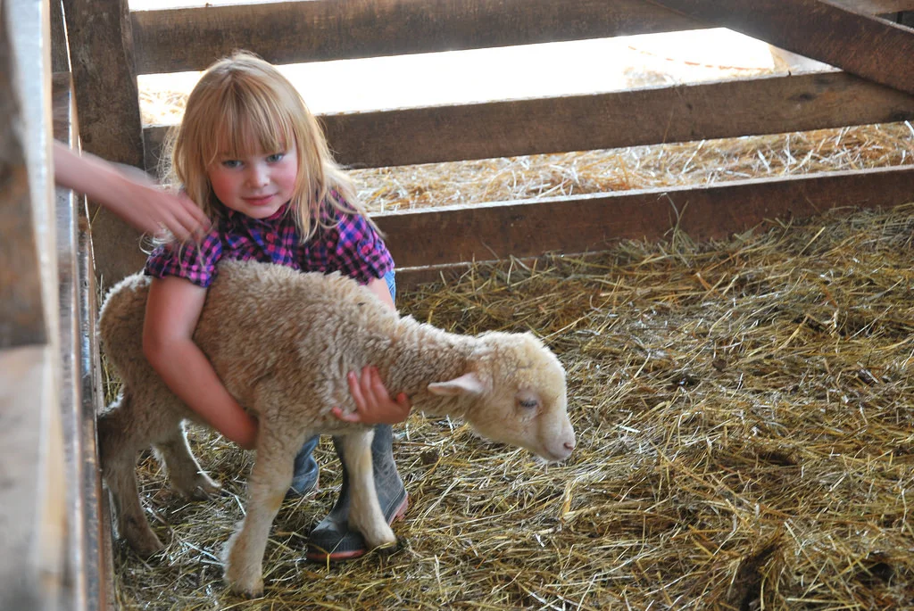 Daughter-with-young-lamb.jpg