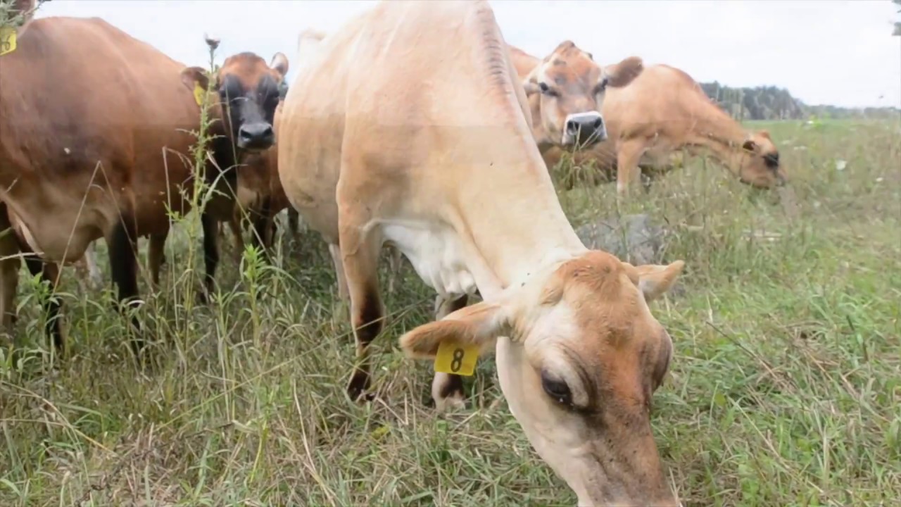 maxresdefault (1).jpg