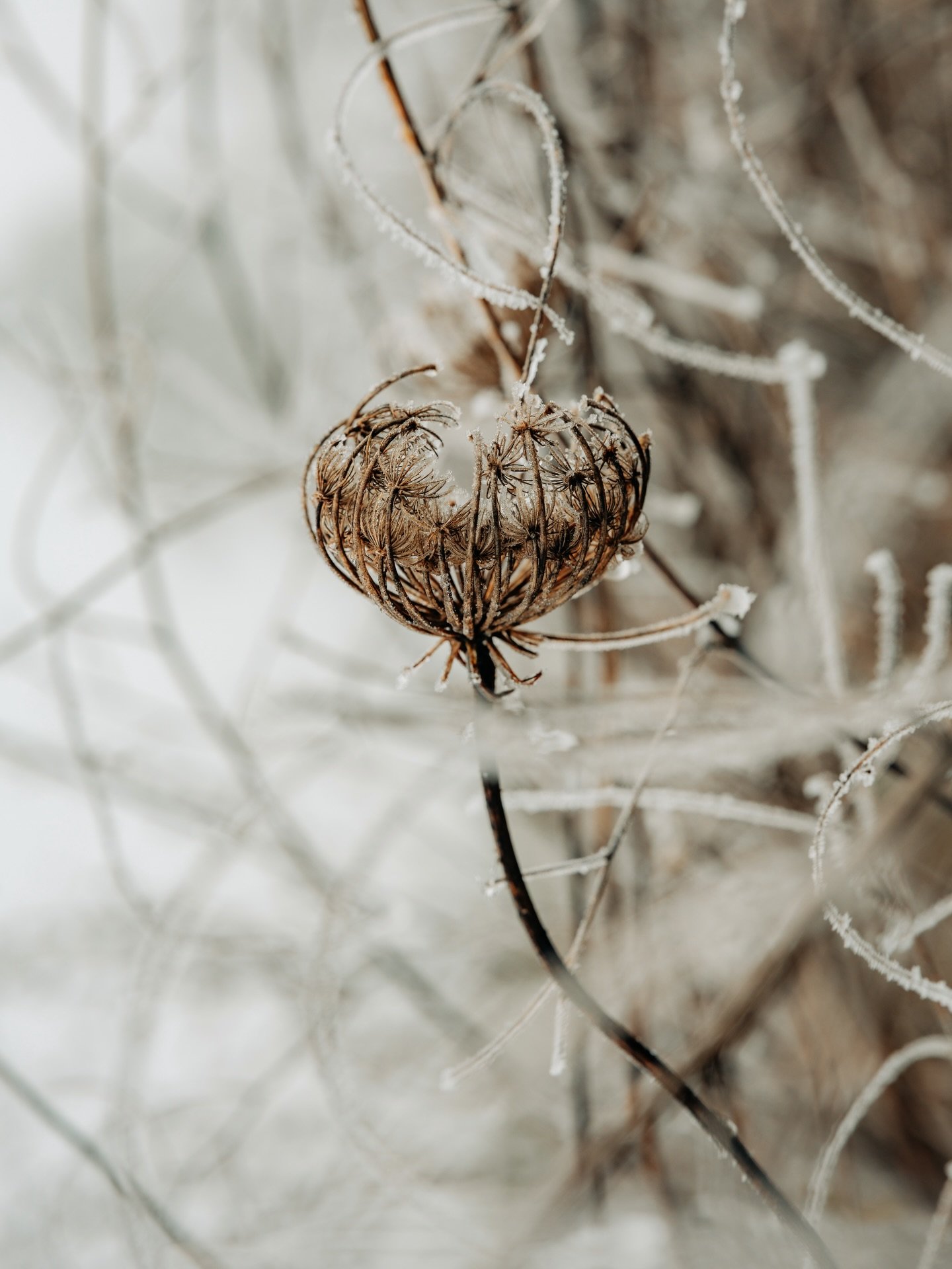 Dr N&auml;bu u Frost het ds Seeland gad chli im Griff 🥶 #seeland #winter