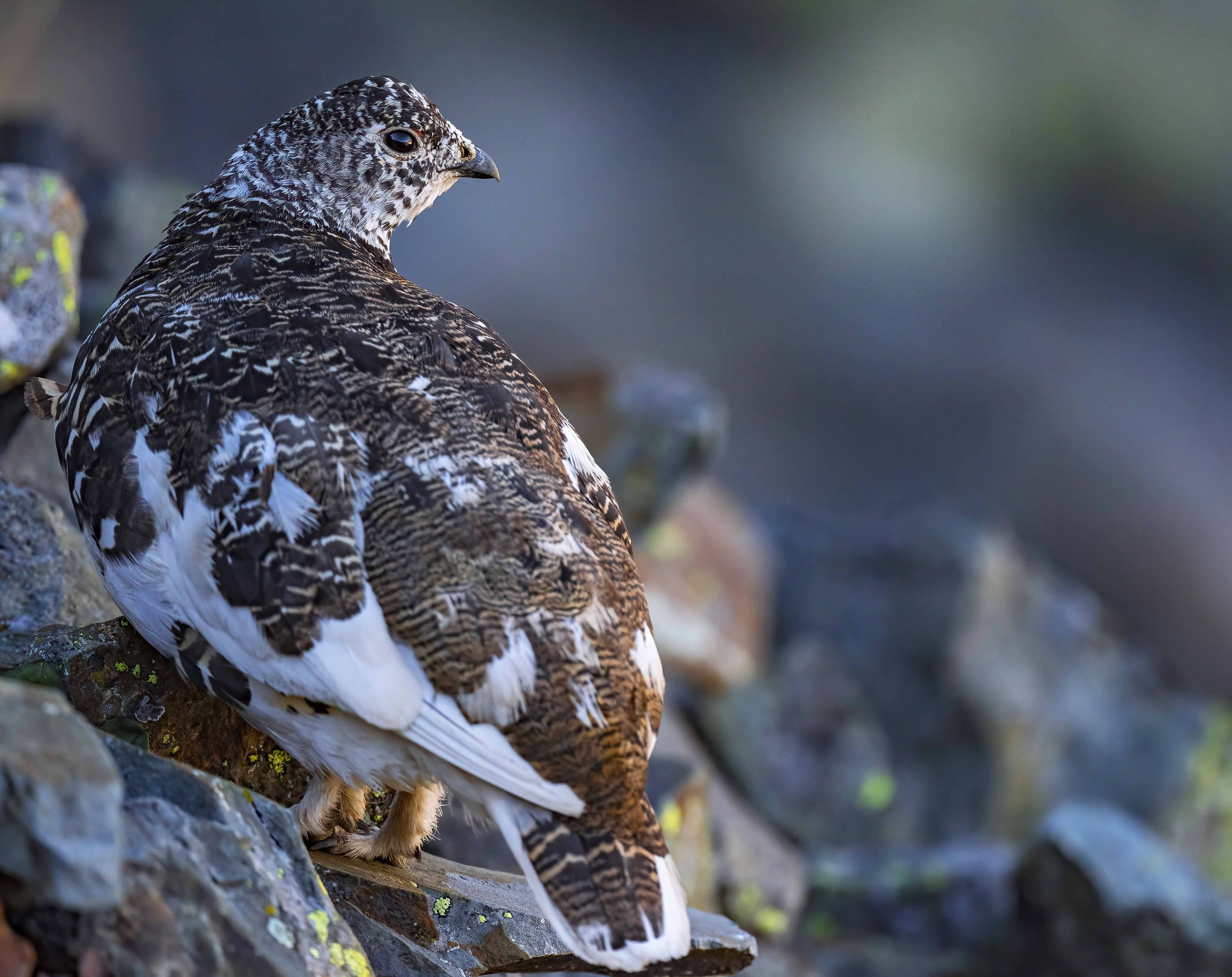 spring ptarmigan.jpg