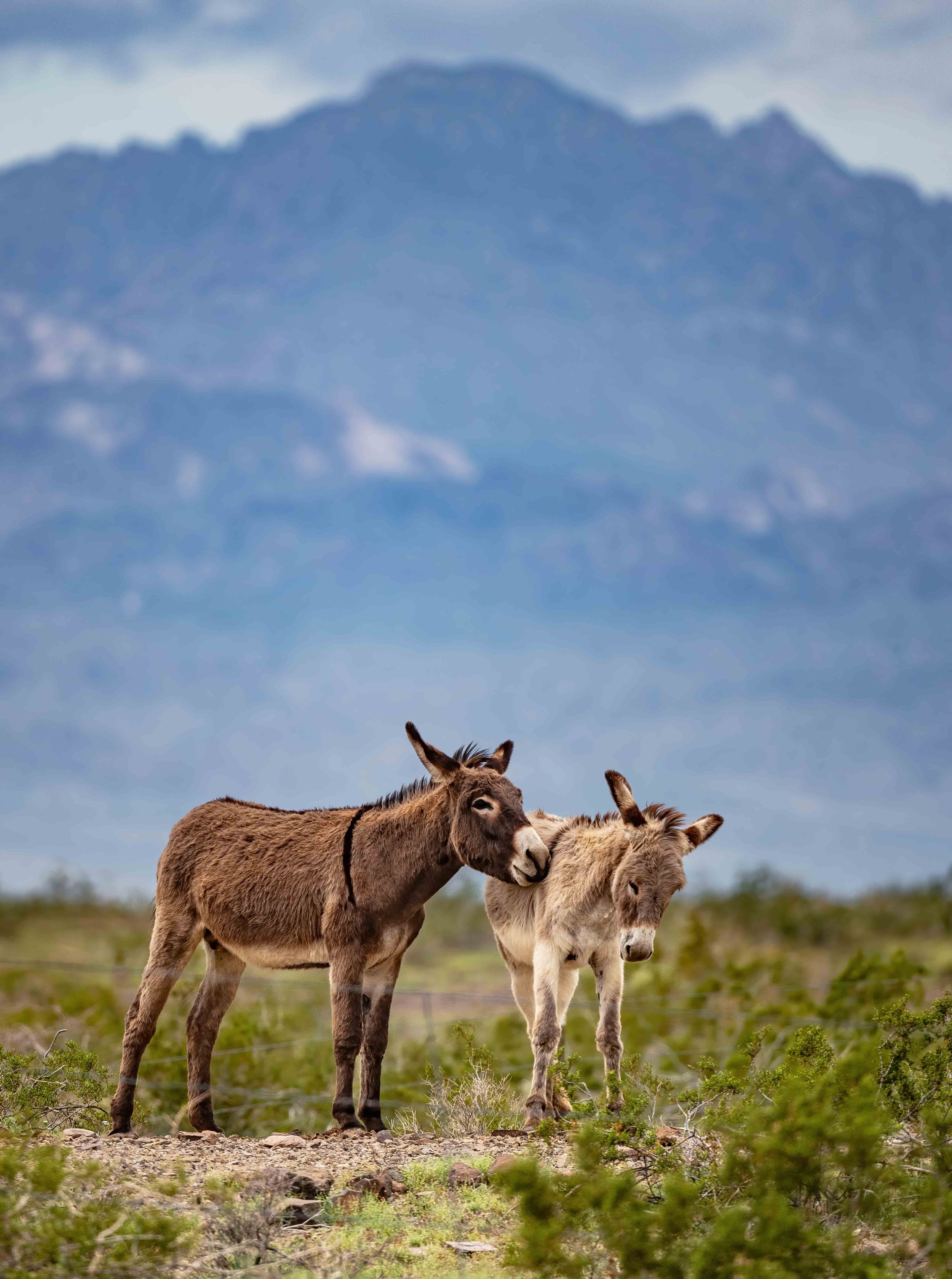 wild-burro-love.jpg