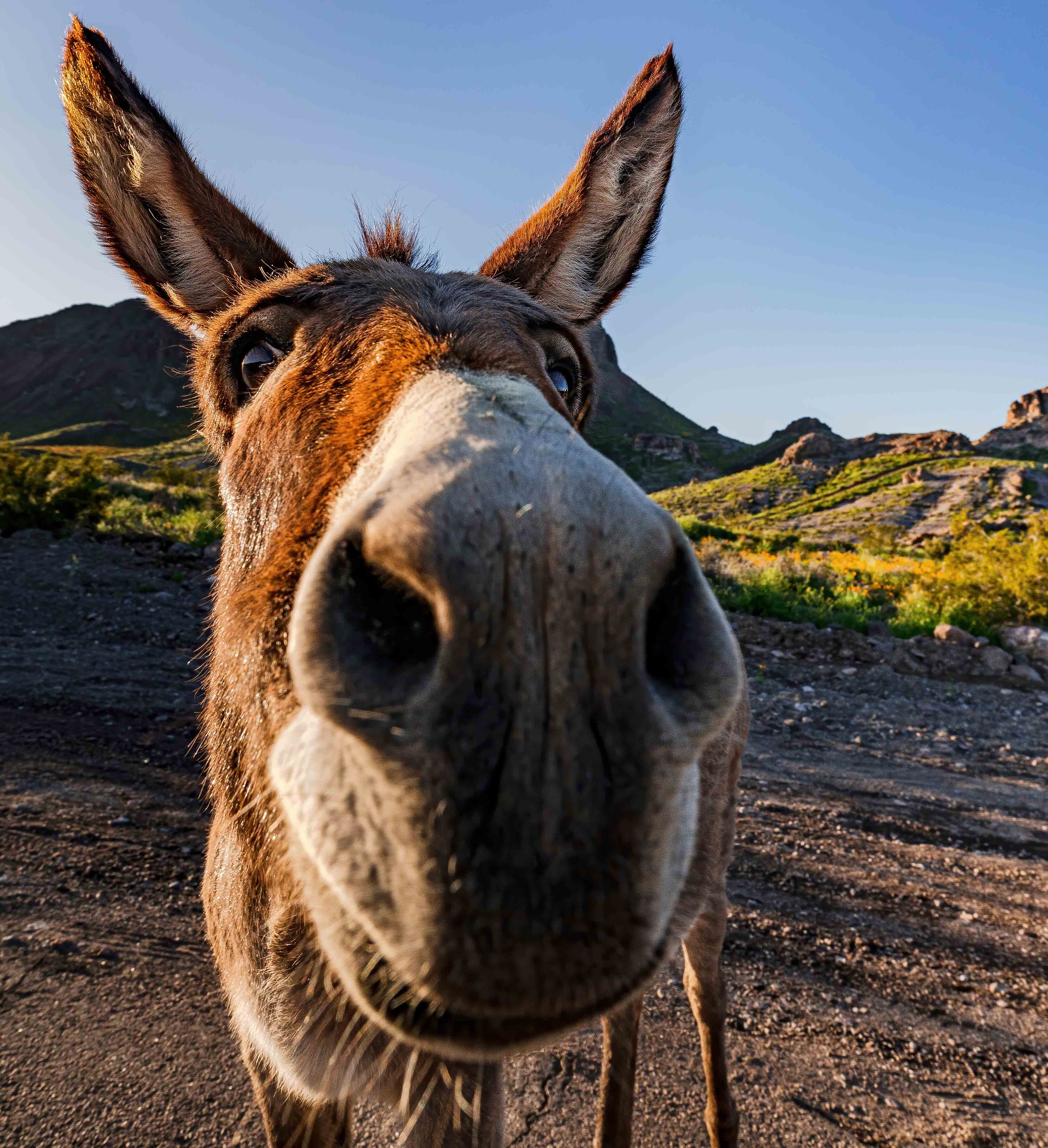 wild-burro-selfie.jpg