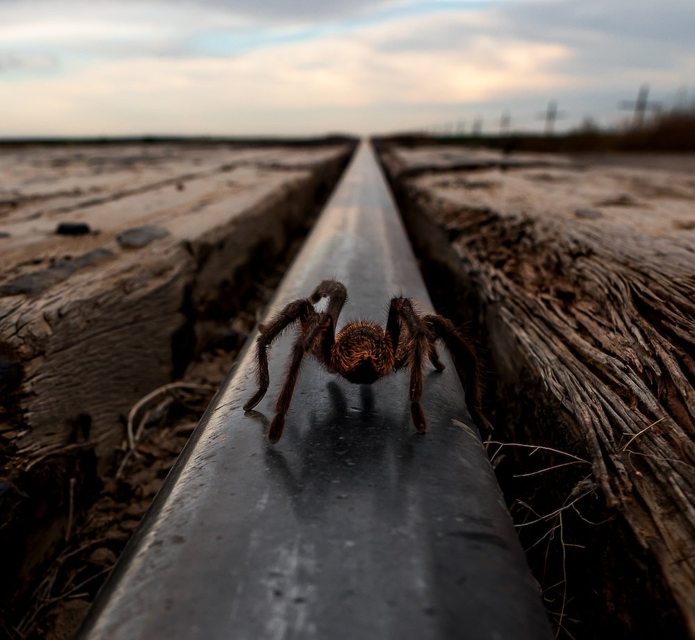 tarantula mating season male.jpeg