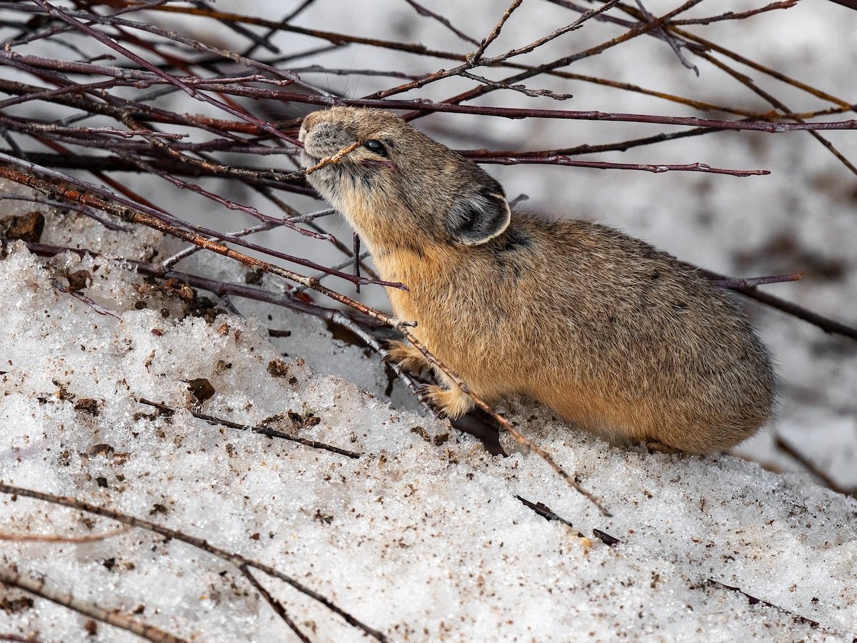 american pika in snow eating willows.jpeg