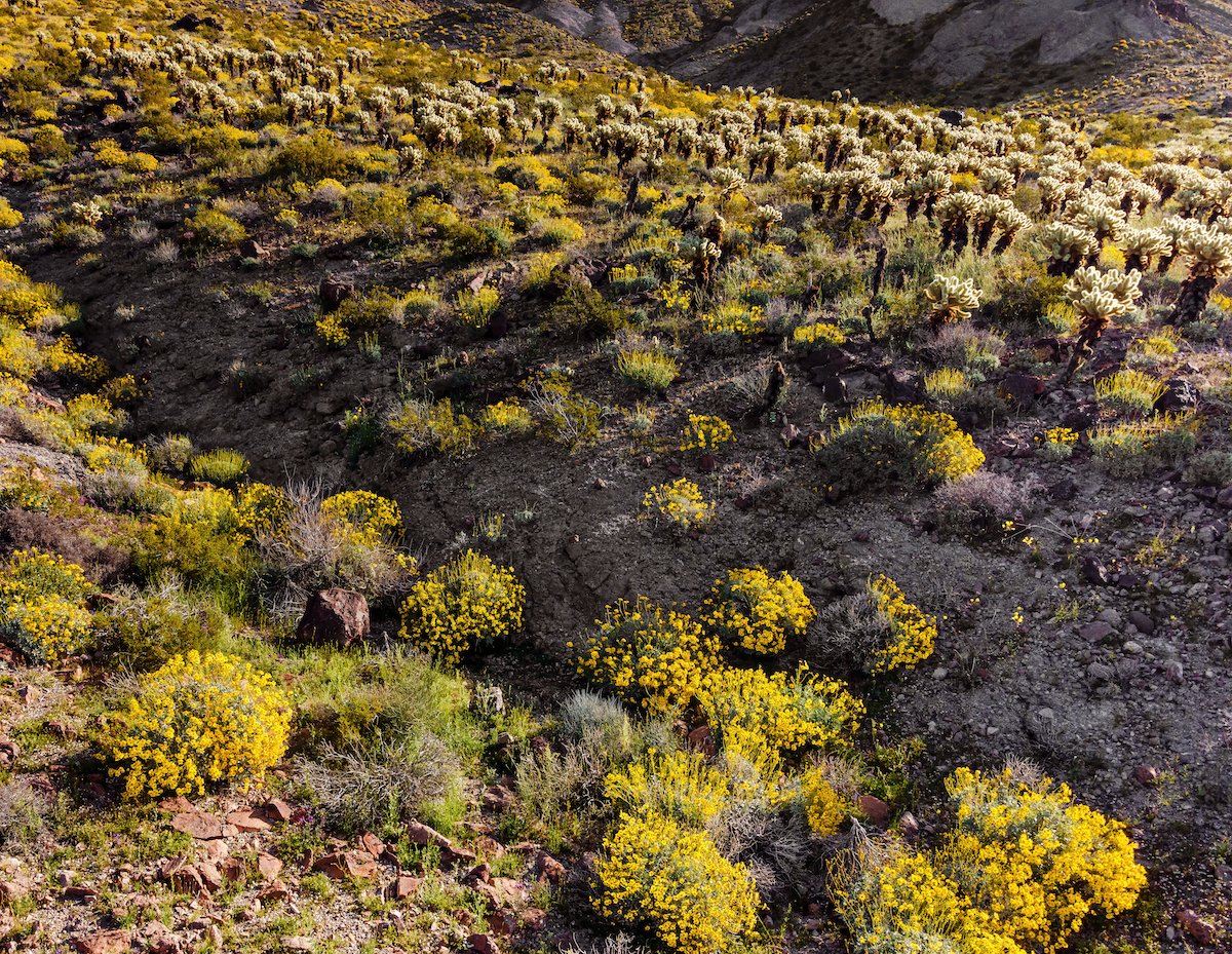 mojave superbloom cholla.JPG