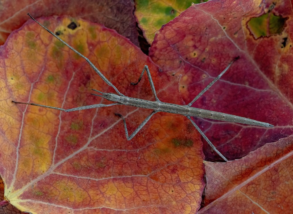 stick bug autumn color.JPG