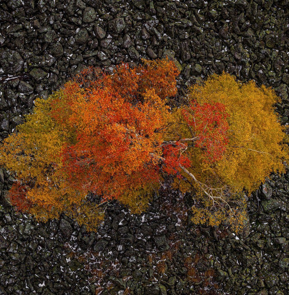 autumn color rainbow talus tree.JPG