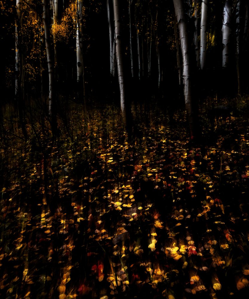 ICM spooky aspen.JPG