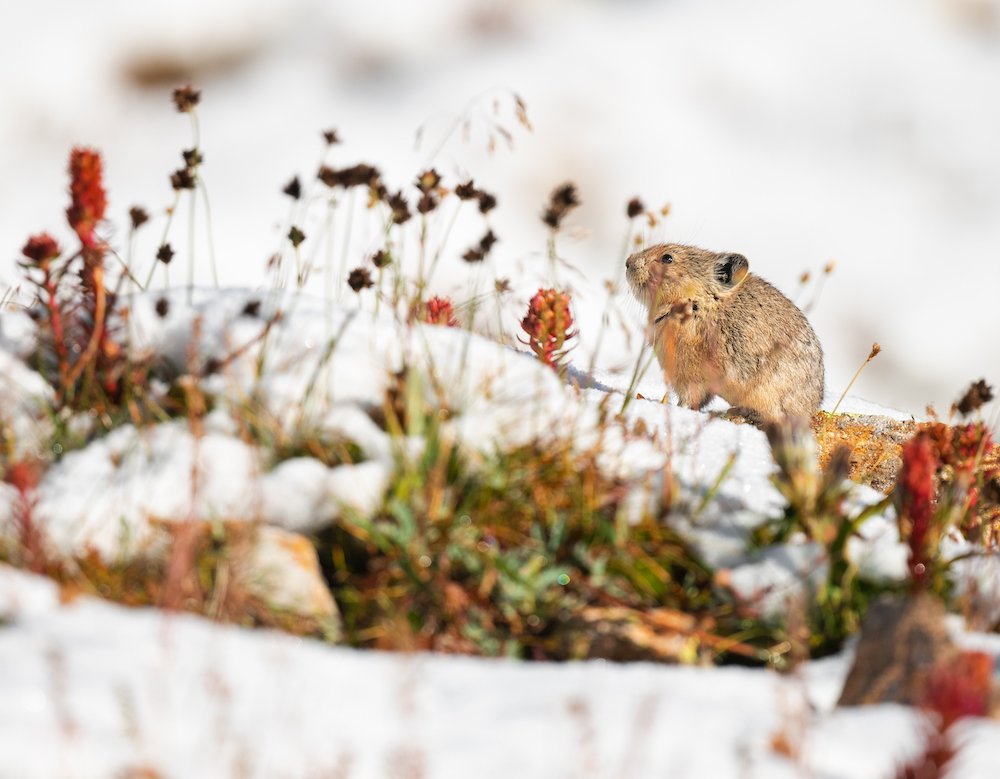 autumn american pika snow.JPG