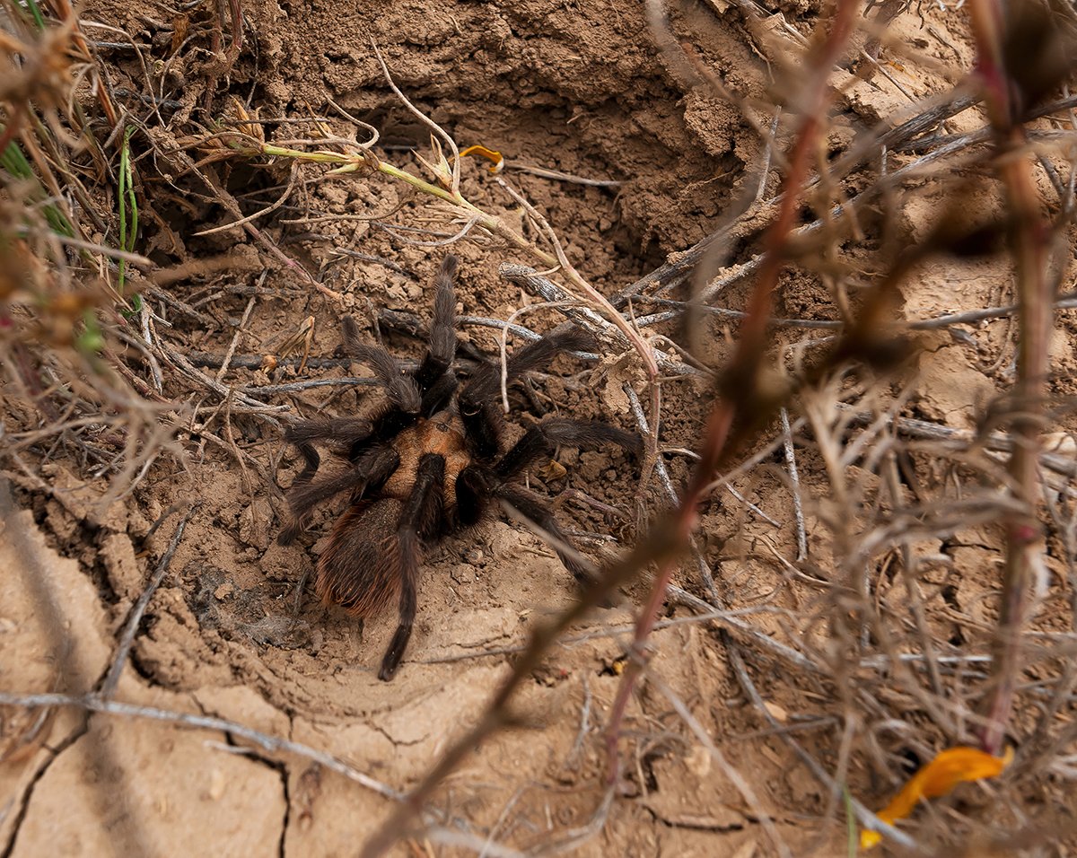 male tarantula migration.jpg