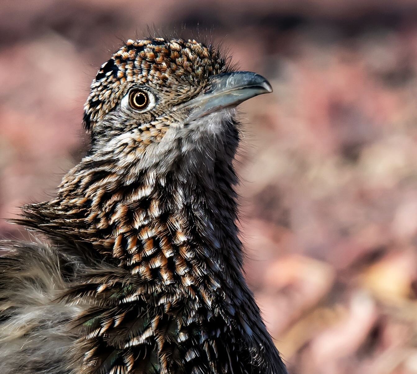 I have learned where a few greater road runner families live walking down our street and it&rsquo;s been superb fun watching them go about their business and learning about individual personalities. This little buddy is a bit of a silly goose. He see