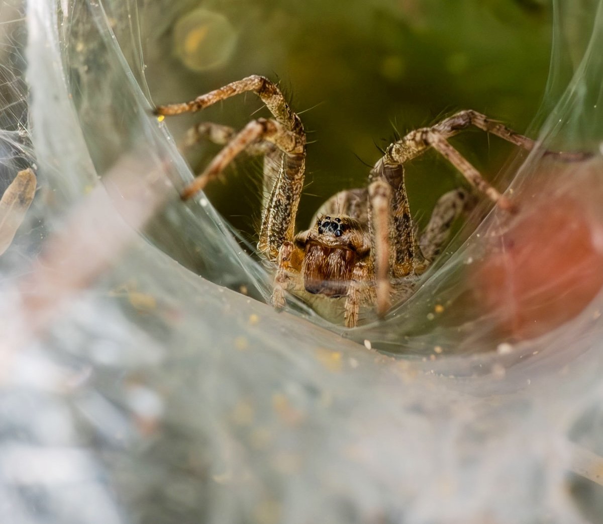funnel web grass spider.jpg