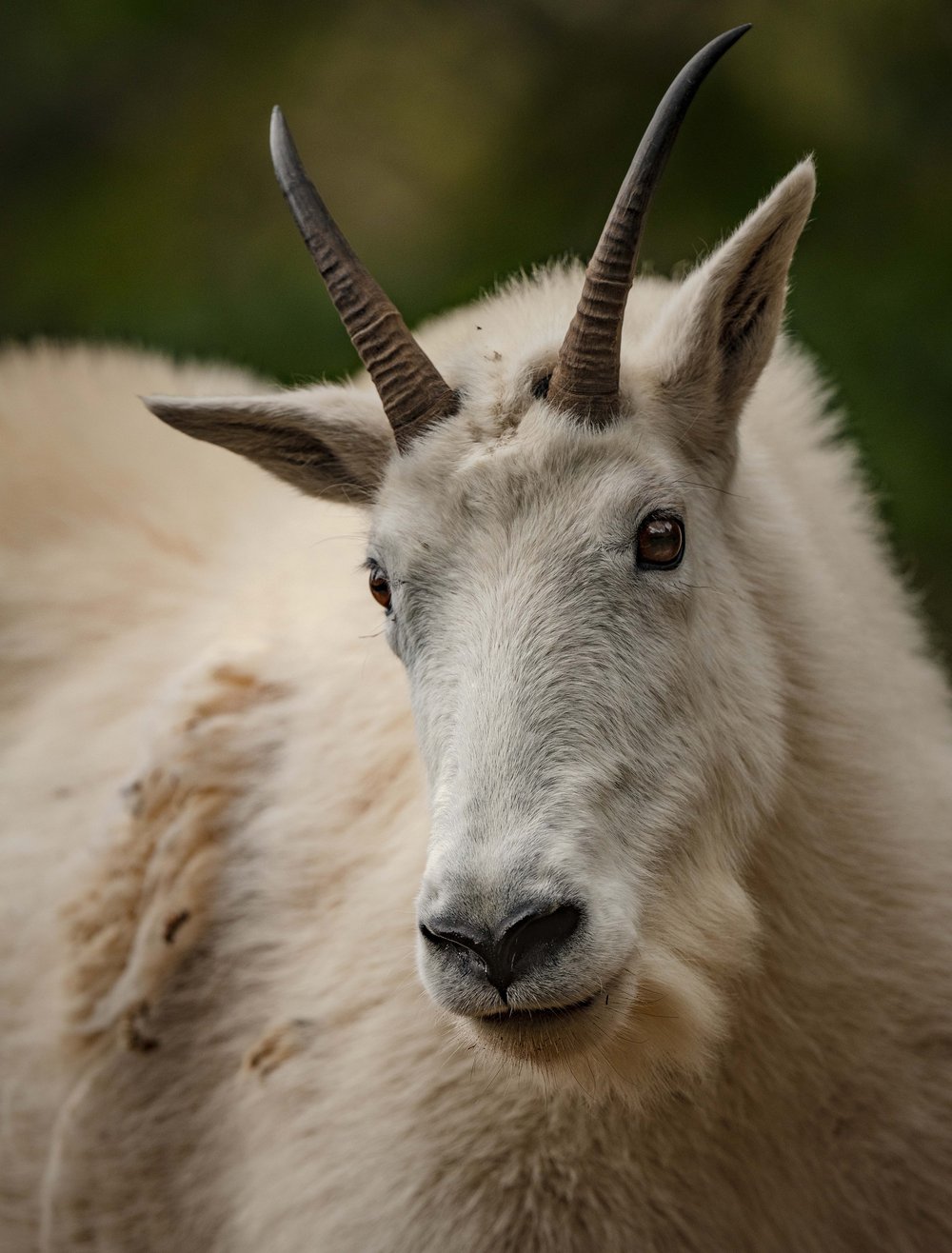 Mountain Goat Photography — Deirdre Denali Photography
