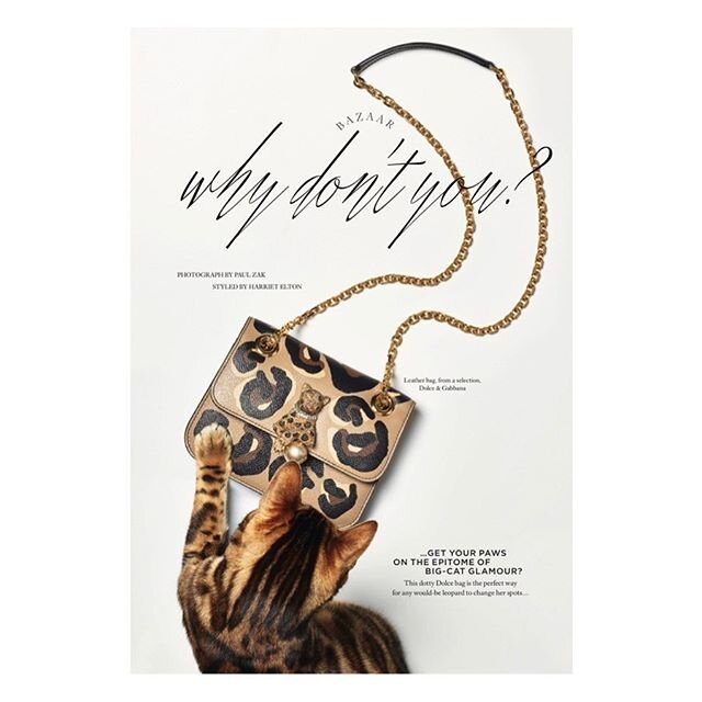 Why don&rsquo;t you... get your paws on a kitty that looks like a tiny leopard?! Cute! I&rsquo;ll take one in diamonds and fluff #ChicCatLady 🐆🐾🧡New back page of June @bazaaruk starring @dolcegabbana and Roxy the #glamourpuss
Styled by @harrietelt