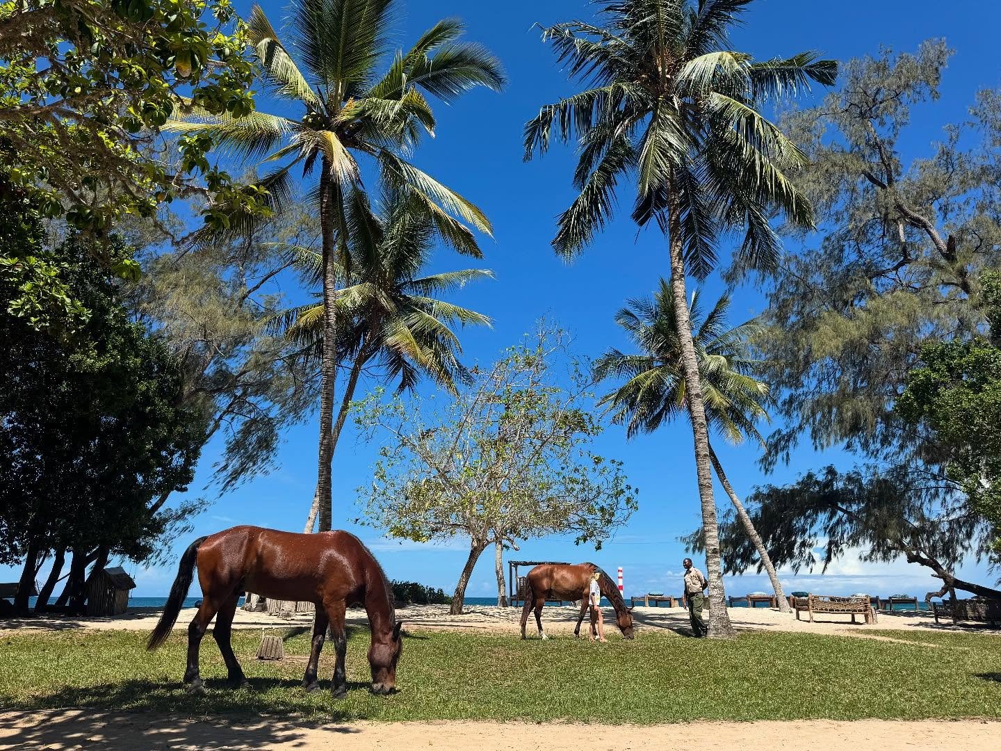 💙 peaceful Wednesday #kinondokwetu #homeawayfromhome #barefootluxury #beachlodge #kenya #dianibeach #galubeach