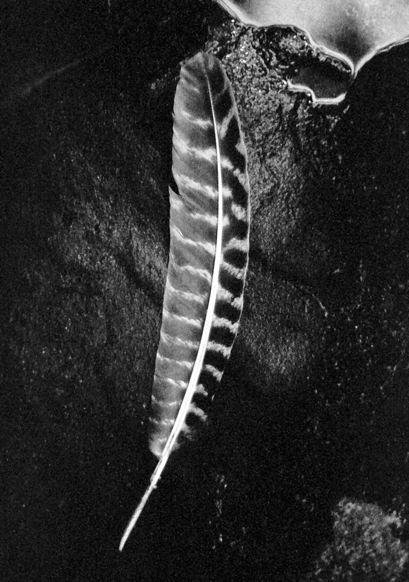 Feather, Goshen, NH