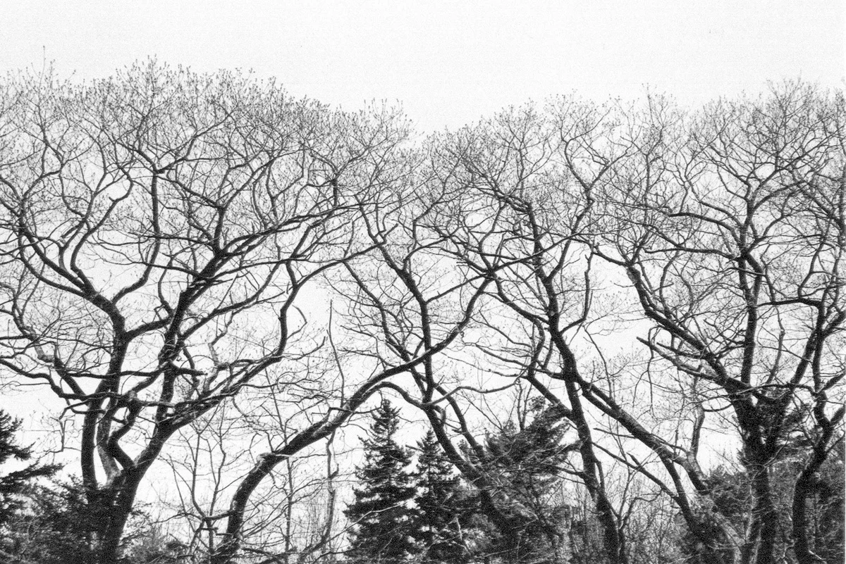 Trees, Durham, NH