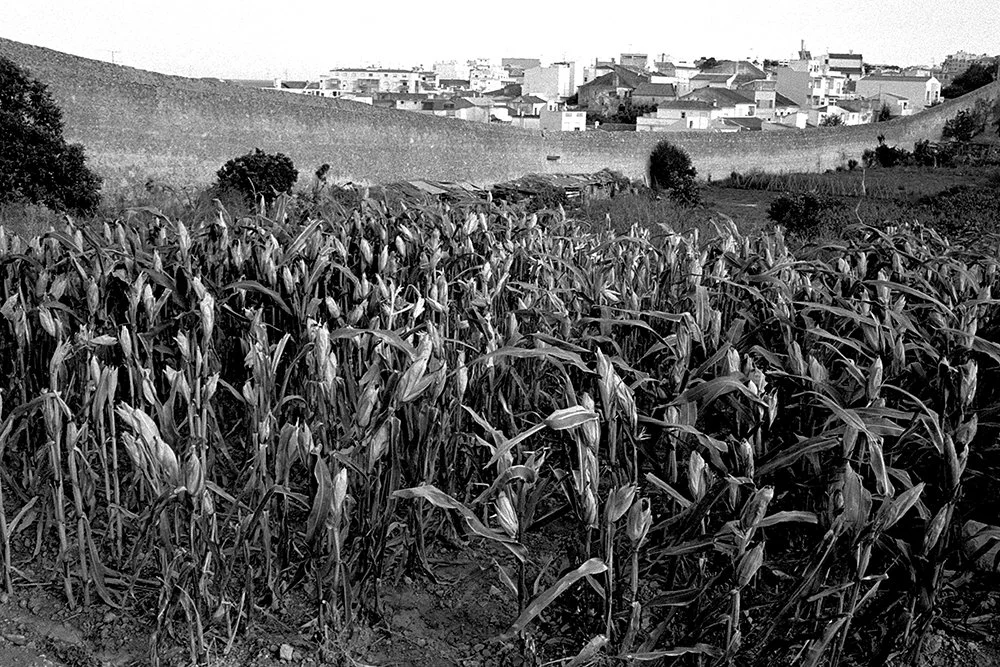 Corn Field, Lagos