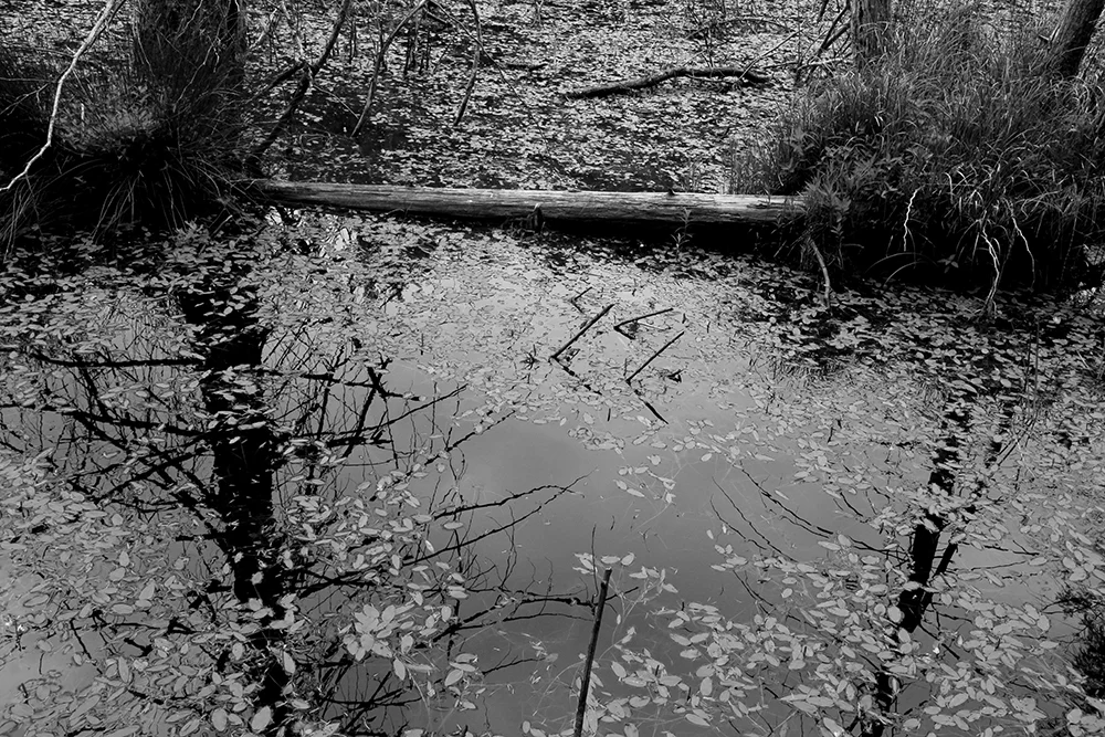 landscape3.jpg