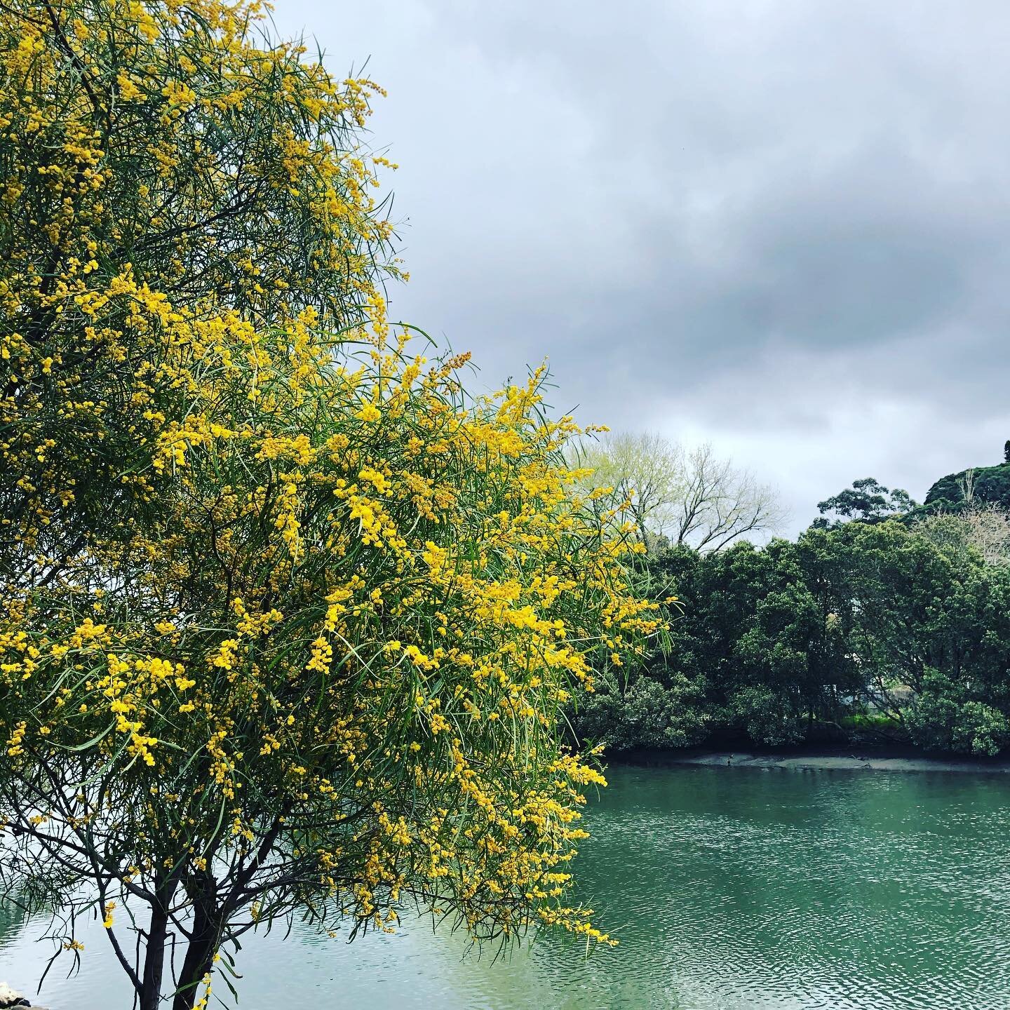 Ah wattle season looking good..... #wattle #marrickville