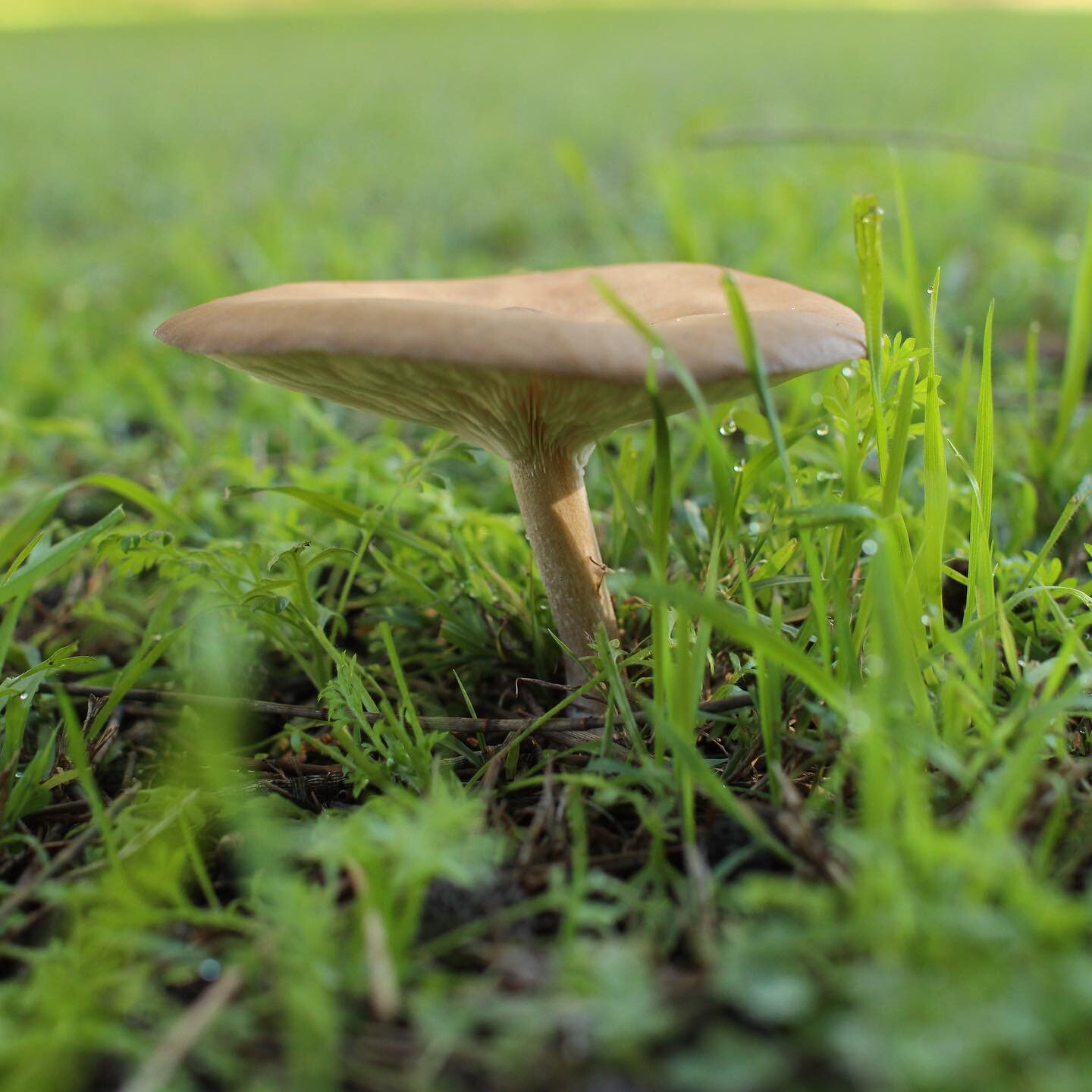Spotted many mushrooms 🍄 (maybe toadstools 🤔) on my walk this morning. So many varieties!!! #mushrooms🍄 #fungi #fungiphotography