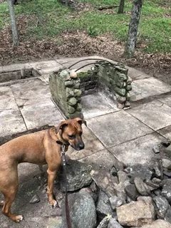 WITZIG Factory pupper.jpeg