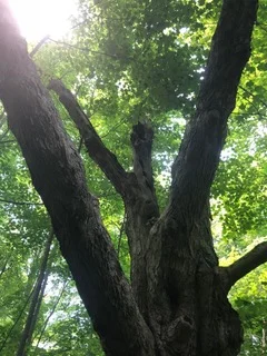 WITZIG Factory trees.jpeg