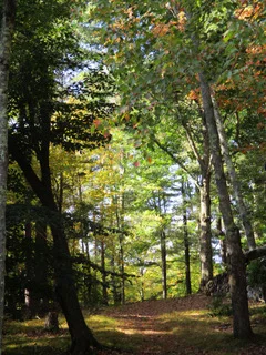 WITZIG Factory wood path.jpeg