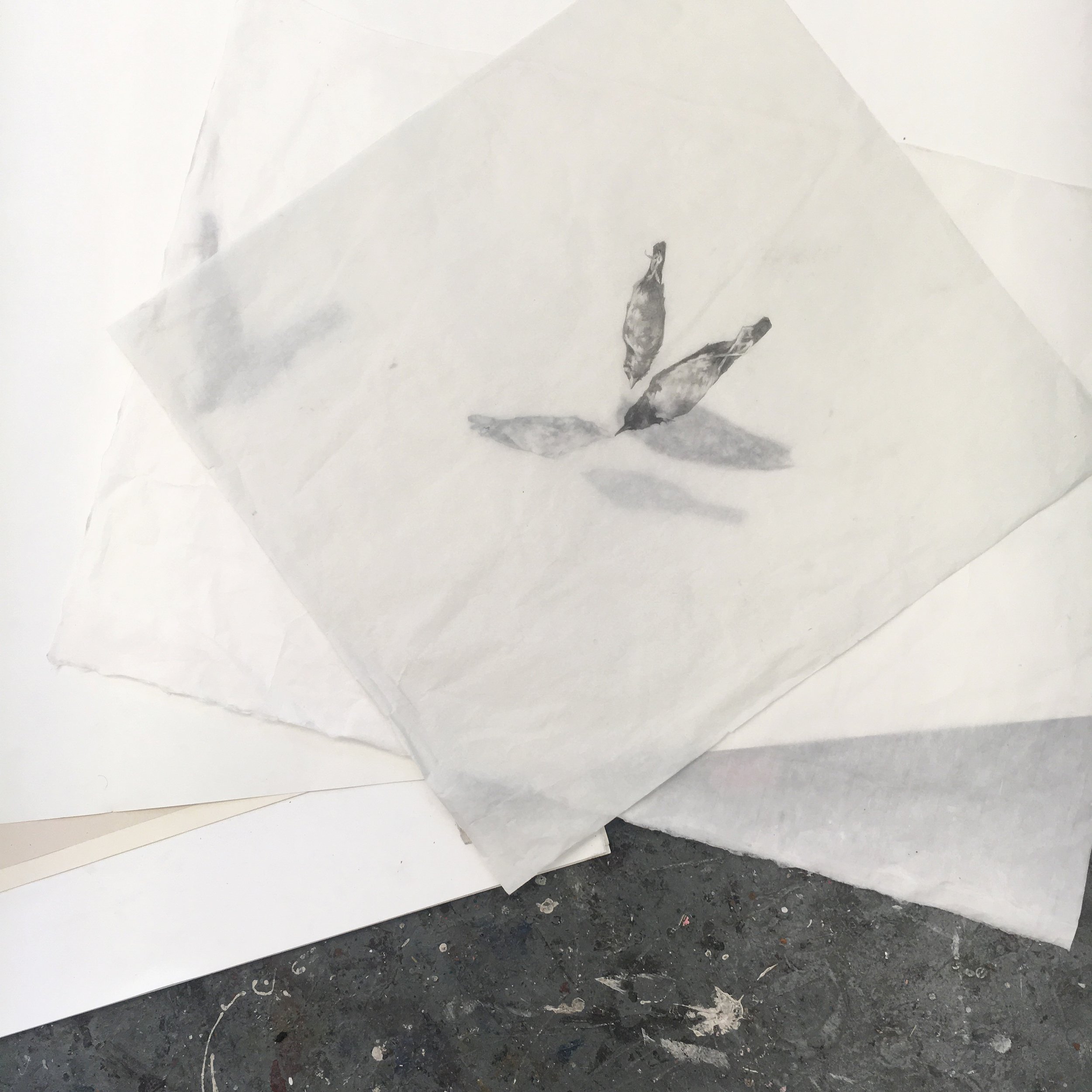  “Flock,” arrangement 2, Graphite on Paper, 2017 