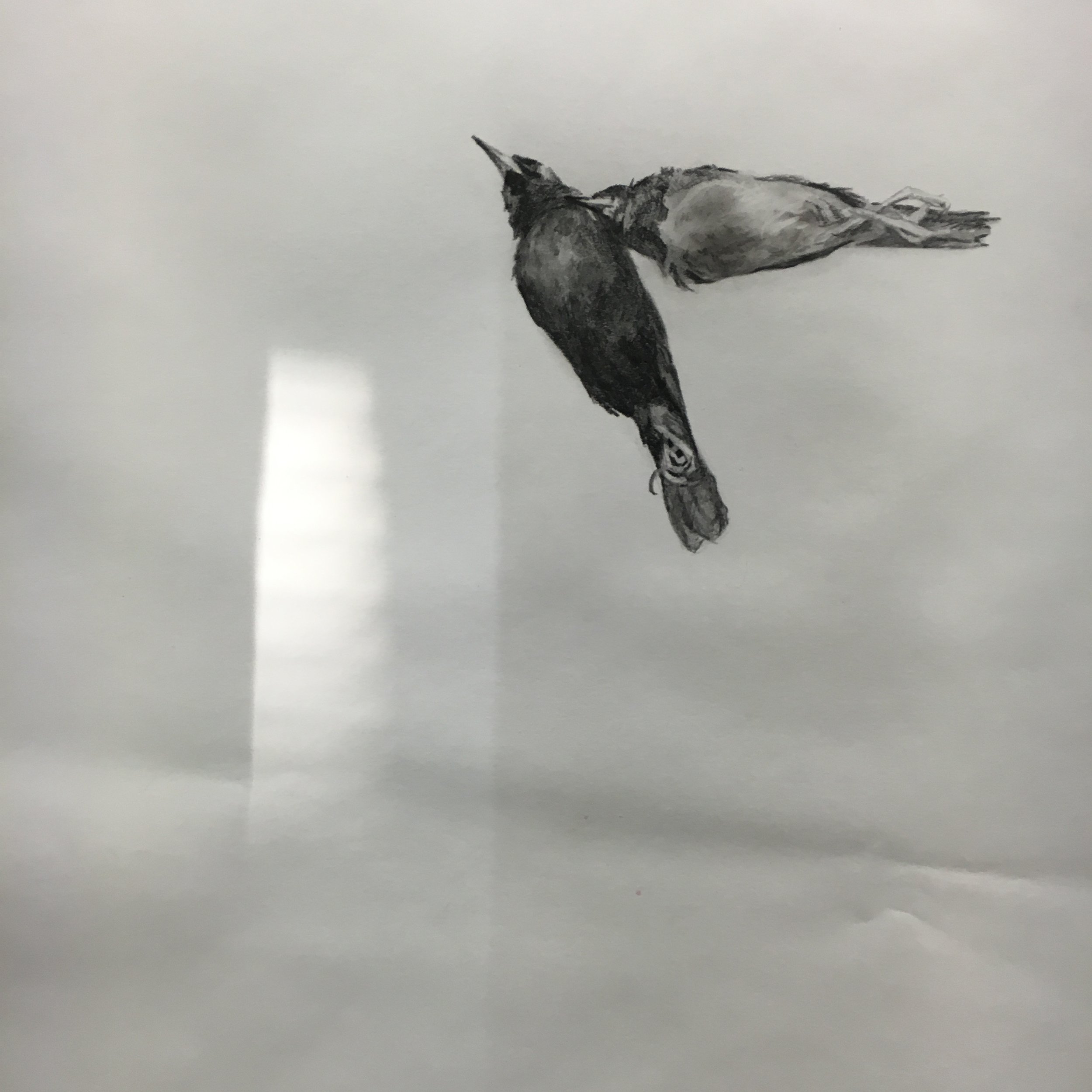  “Lovebirds”, Graphite on Paper, 2017 