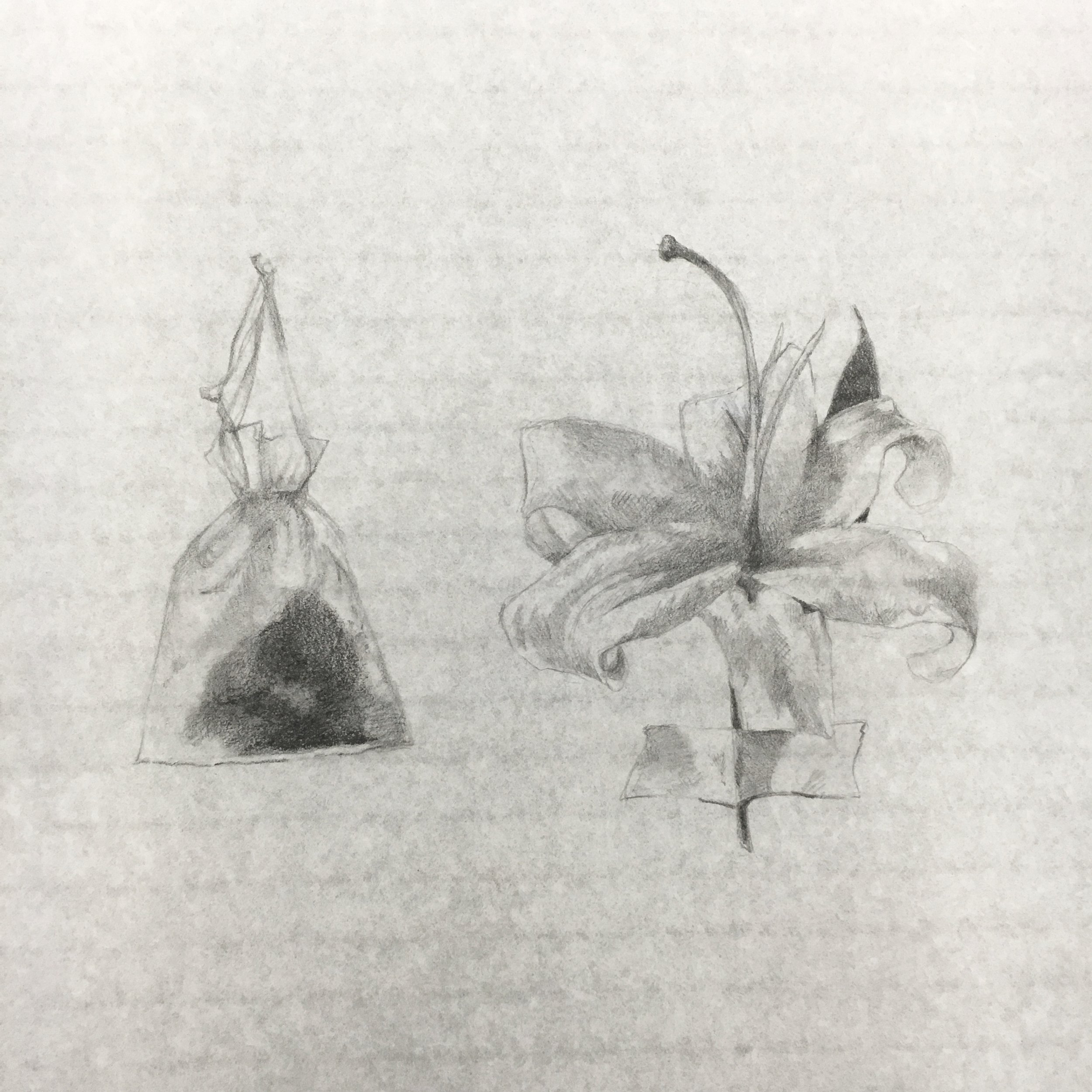  “Scroll” detail, Graphite on Paper, 2017 