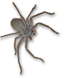 Spider.png