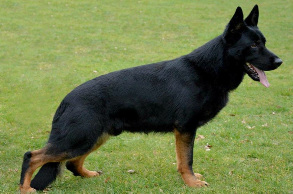 bicolor german shepherd